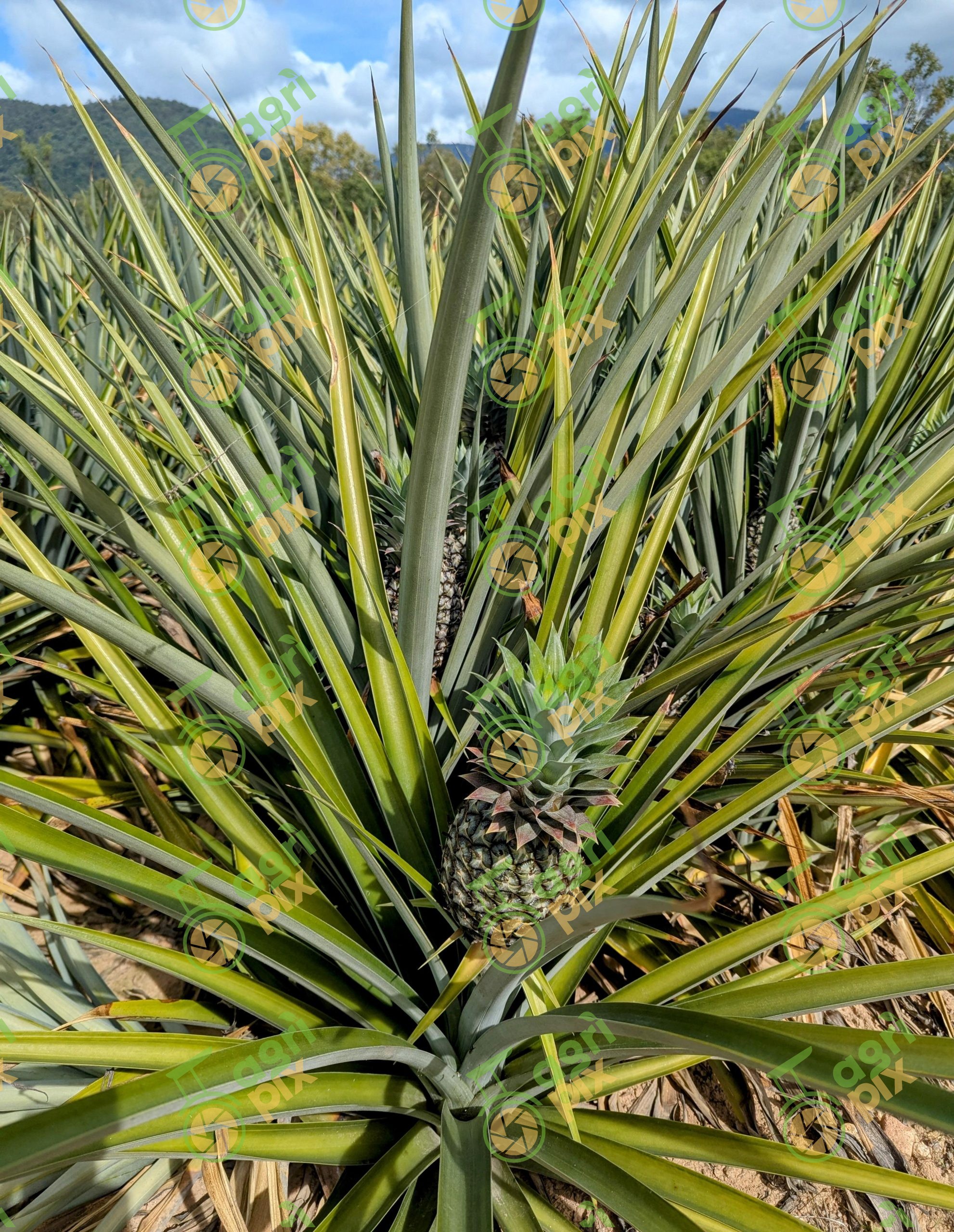 Pineapples growing in North Queensland
