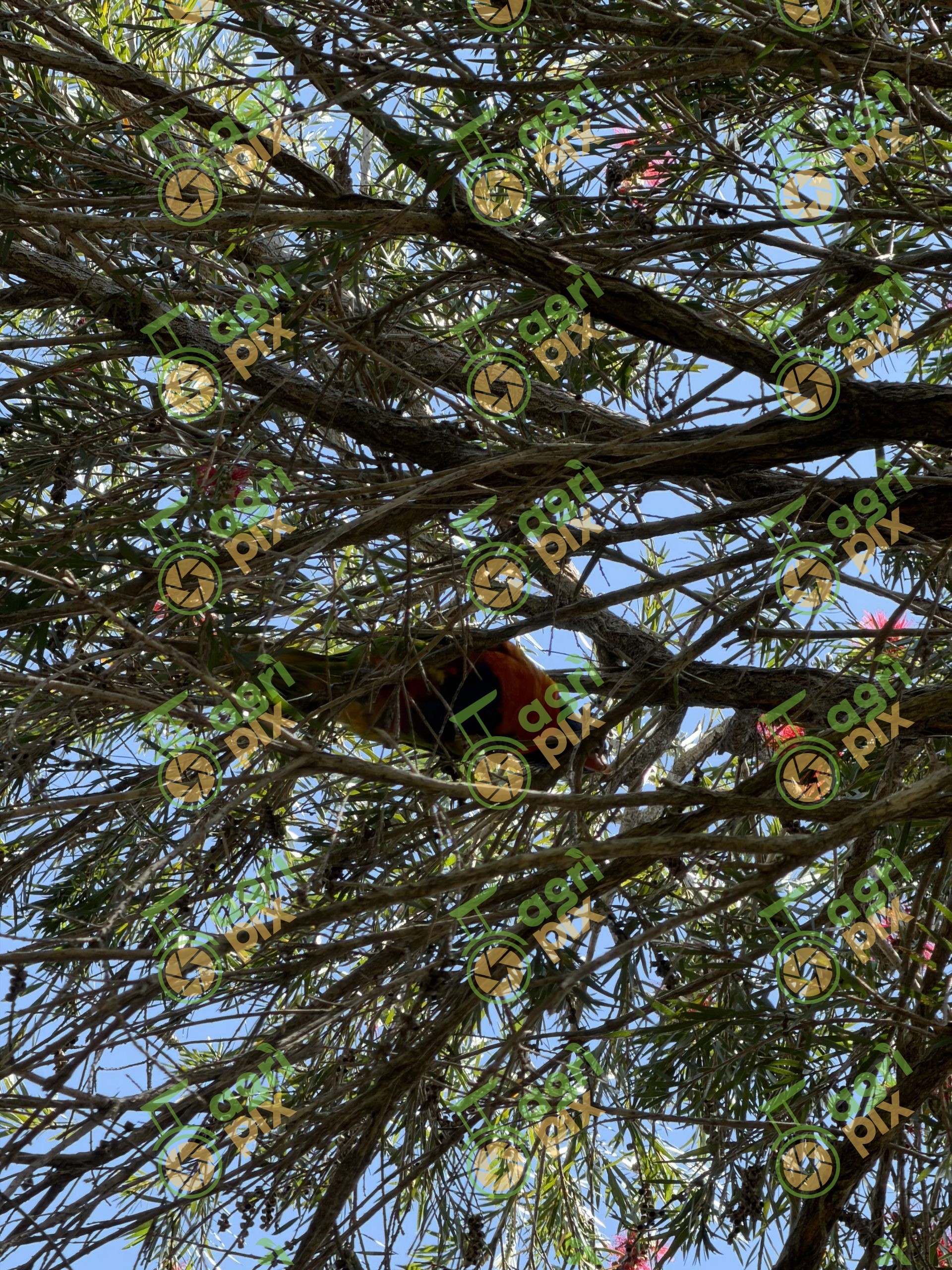 Lorikeets and Bottlebrush