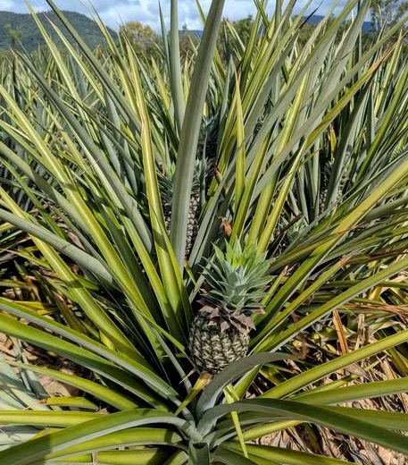 What’s on your mind, AgriPix?