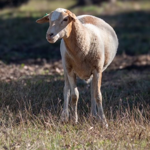 From chalk dust to stock images: A visual revolution in the classroom