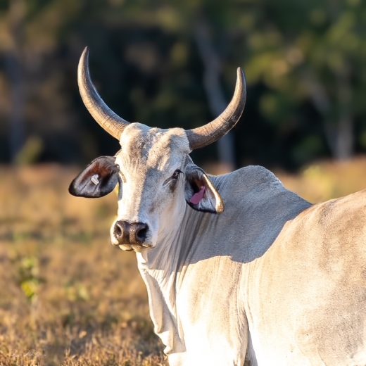 I’m excited but anxious: Will my Australian agriculture image library work?