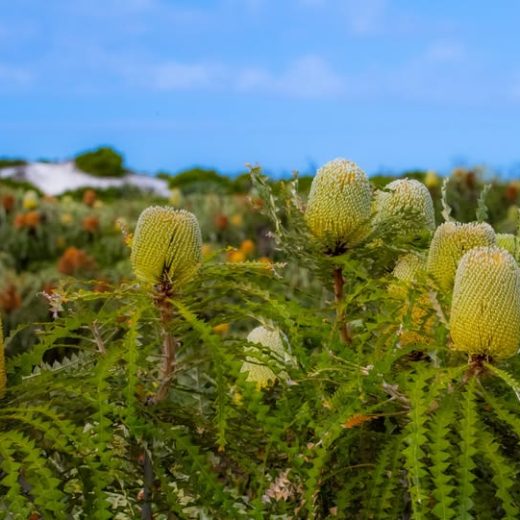 Here’s why Spring, Native Blooms, and Authentic Imagery belong together