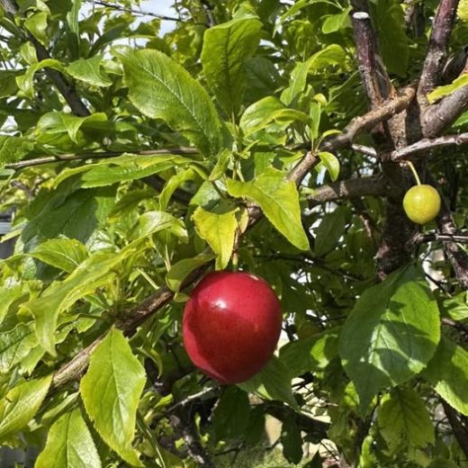 Why Stone Fruit Season Matters — and Why It’s a Big Opportunity for Australian Creators