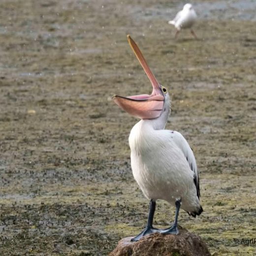 More Than Fancy Footwork: Why the Right Exposure Matters in Photography