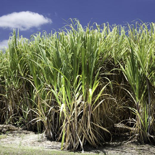 It was time to burn as I visited a mate’s sugar cane farm late last year in the Burdekin, North Queensland. The harvest was on.