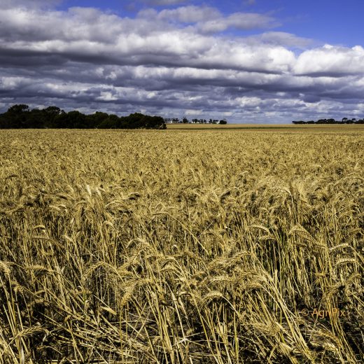 The idea for AgriPix, an Ag focused stock image library…