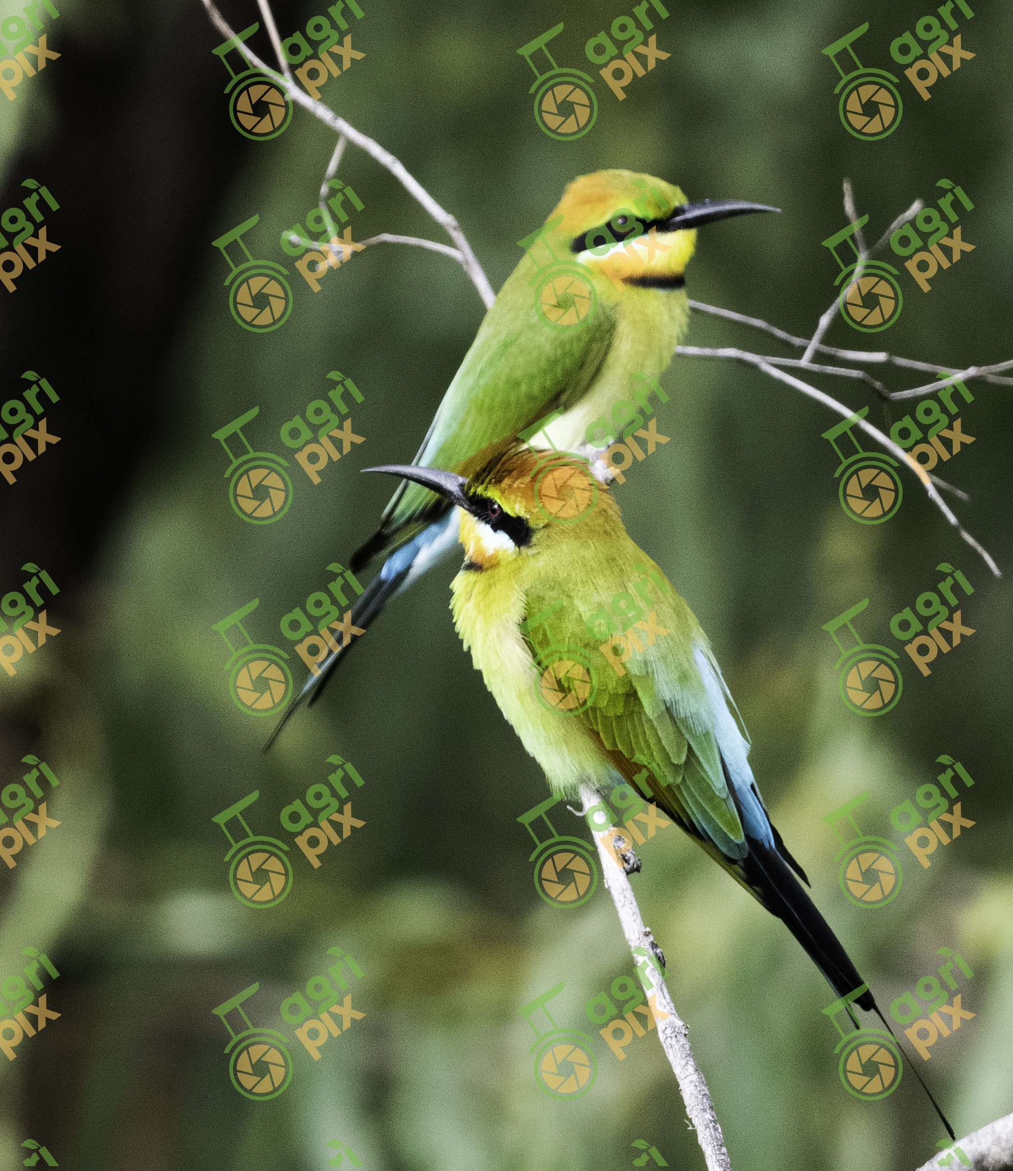 Rainbow Bee Eaters (Merops ornatus)