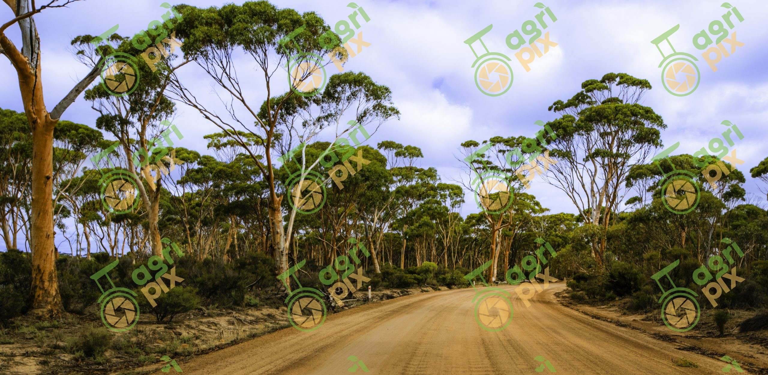 Salmon Gums along red dirt road outback WA