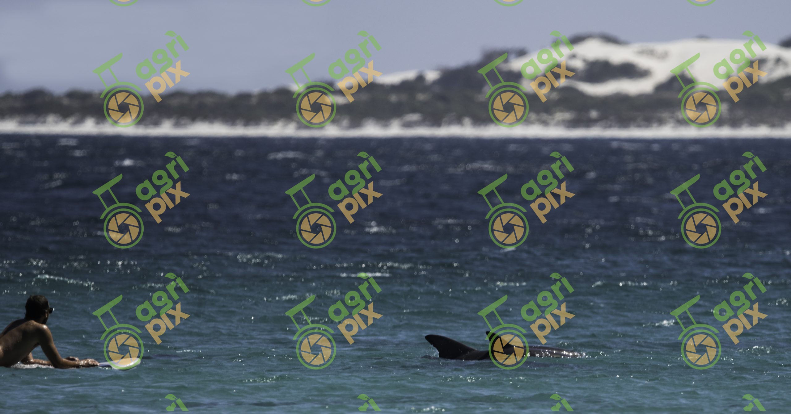 Dolphins and surfer