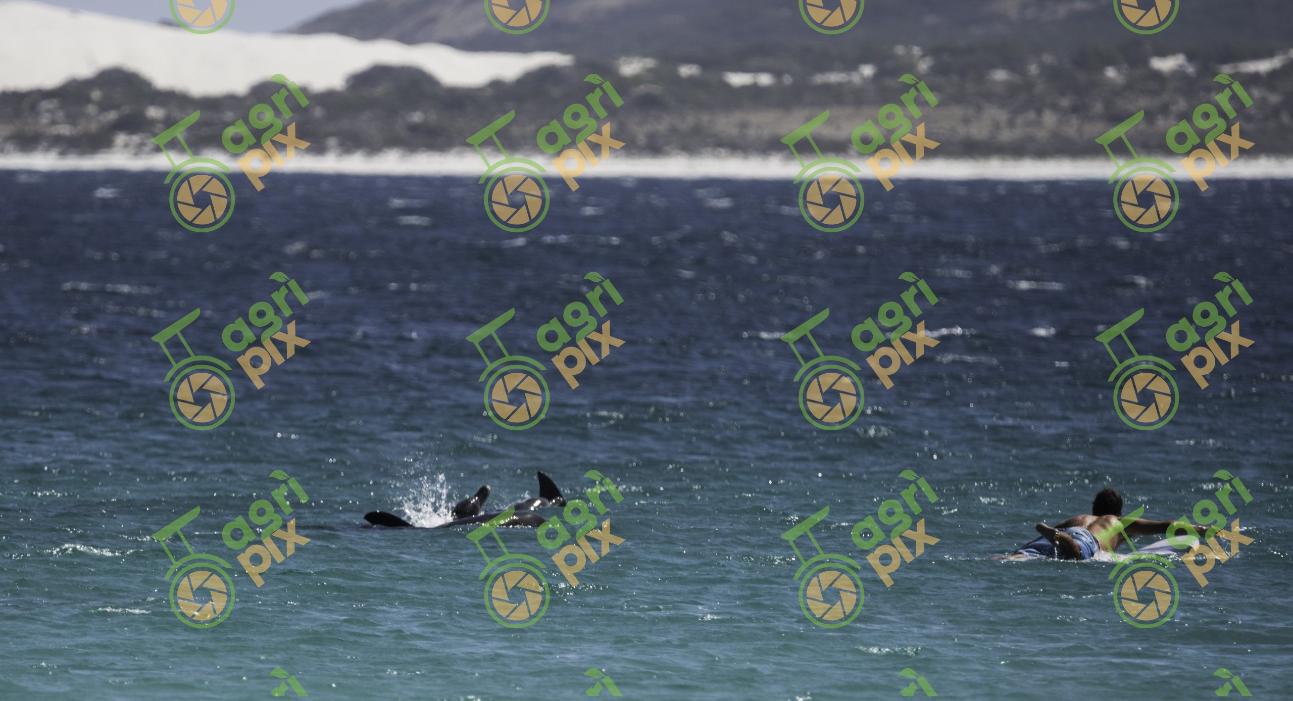 Dolphins and surfer