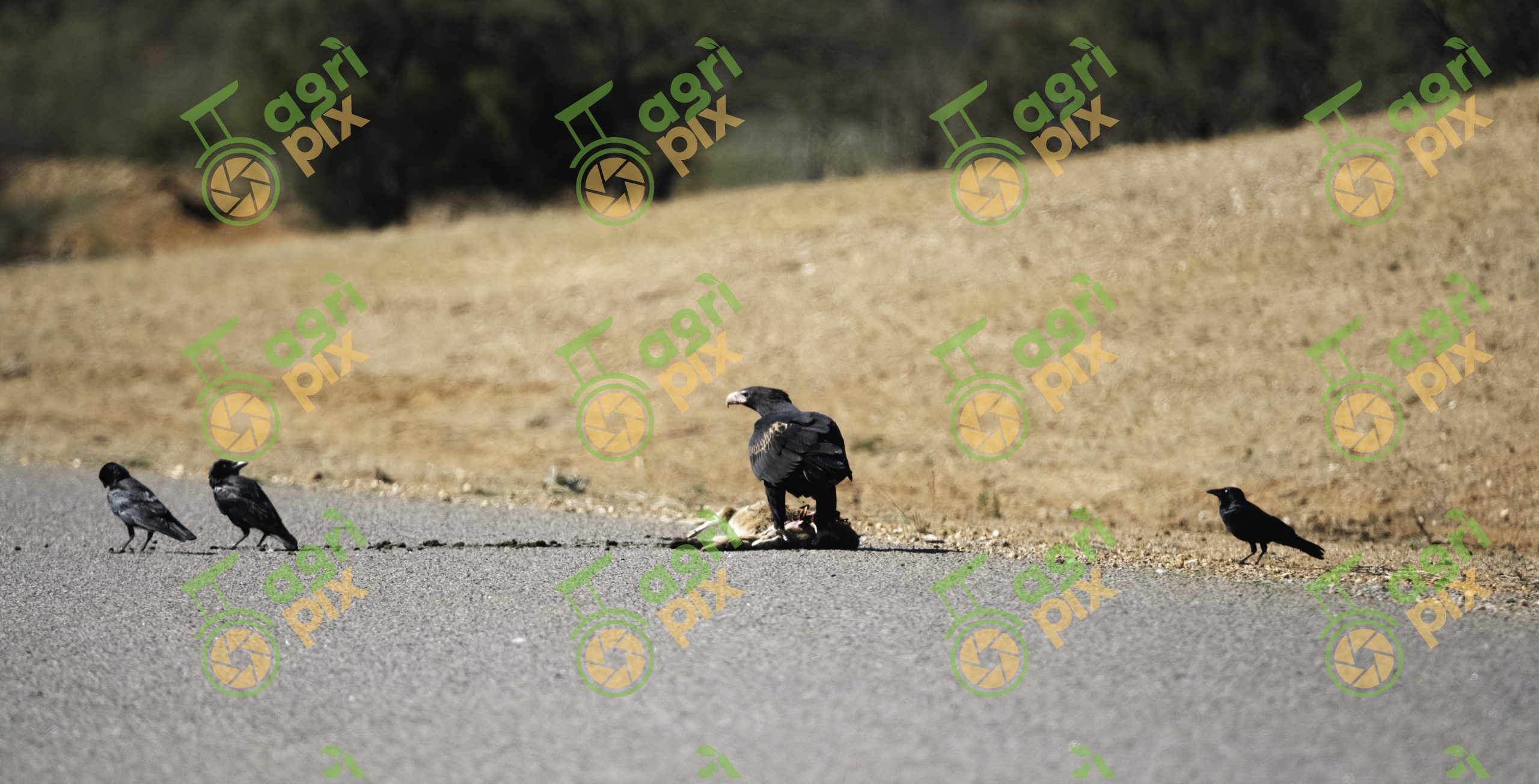Wedge-tailed eagle versus crows