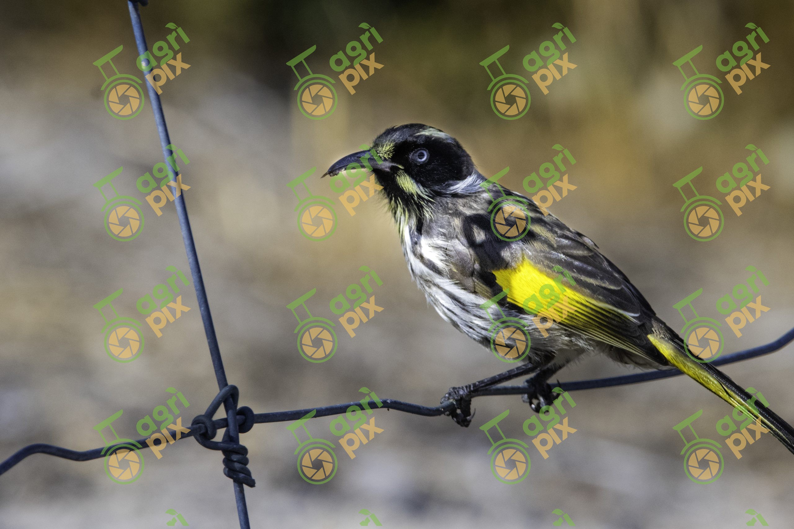 A New-Holland honeyeater perched