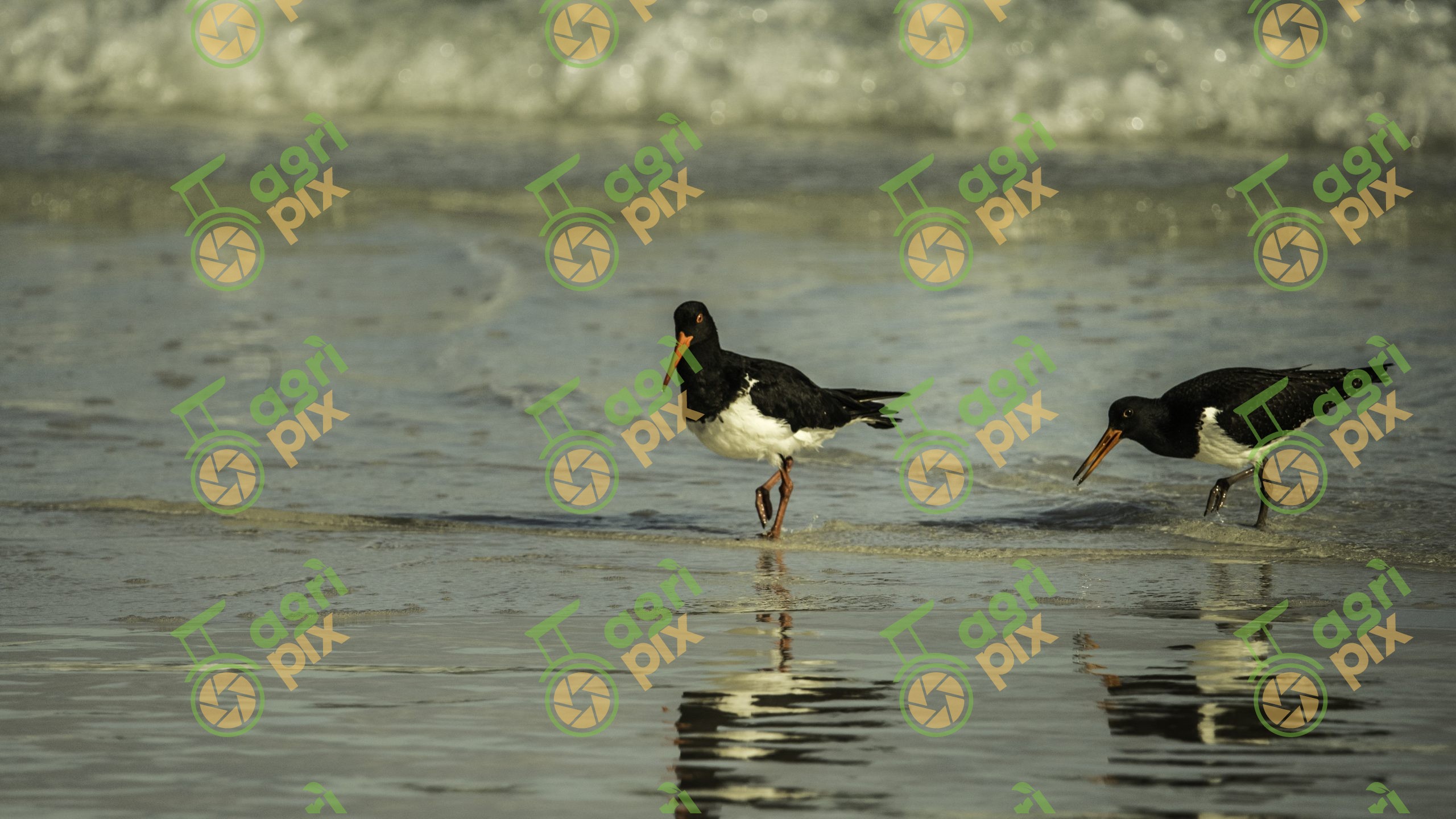 Pied oystercatchers