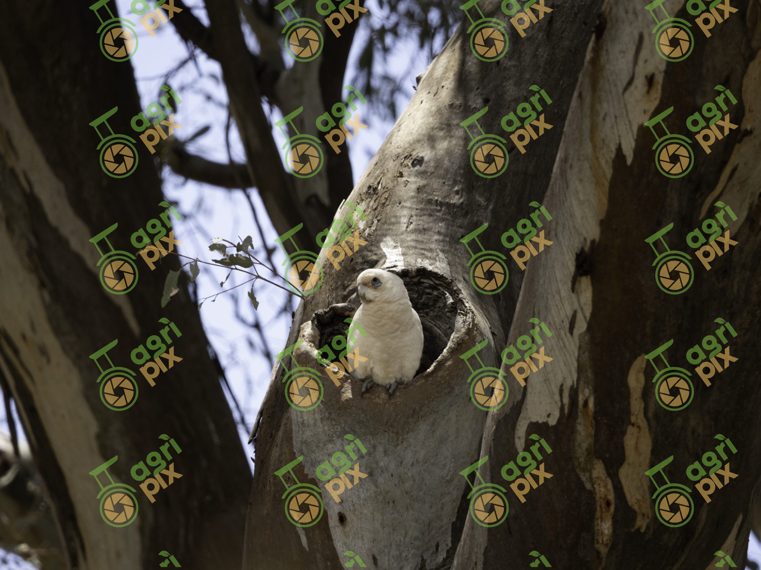Corella in nest
