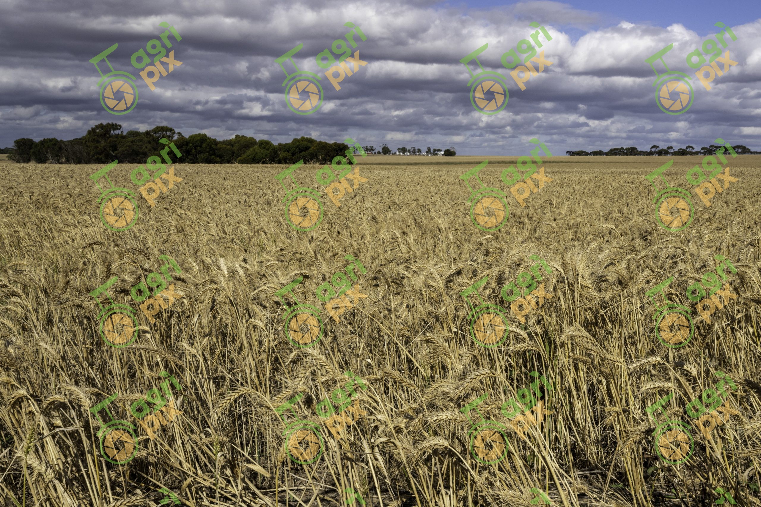 Wheat field ready for harvest
