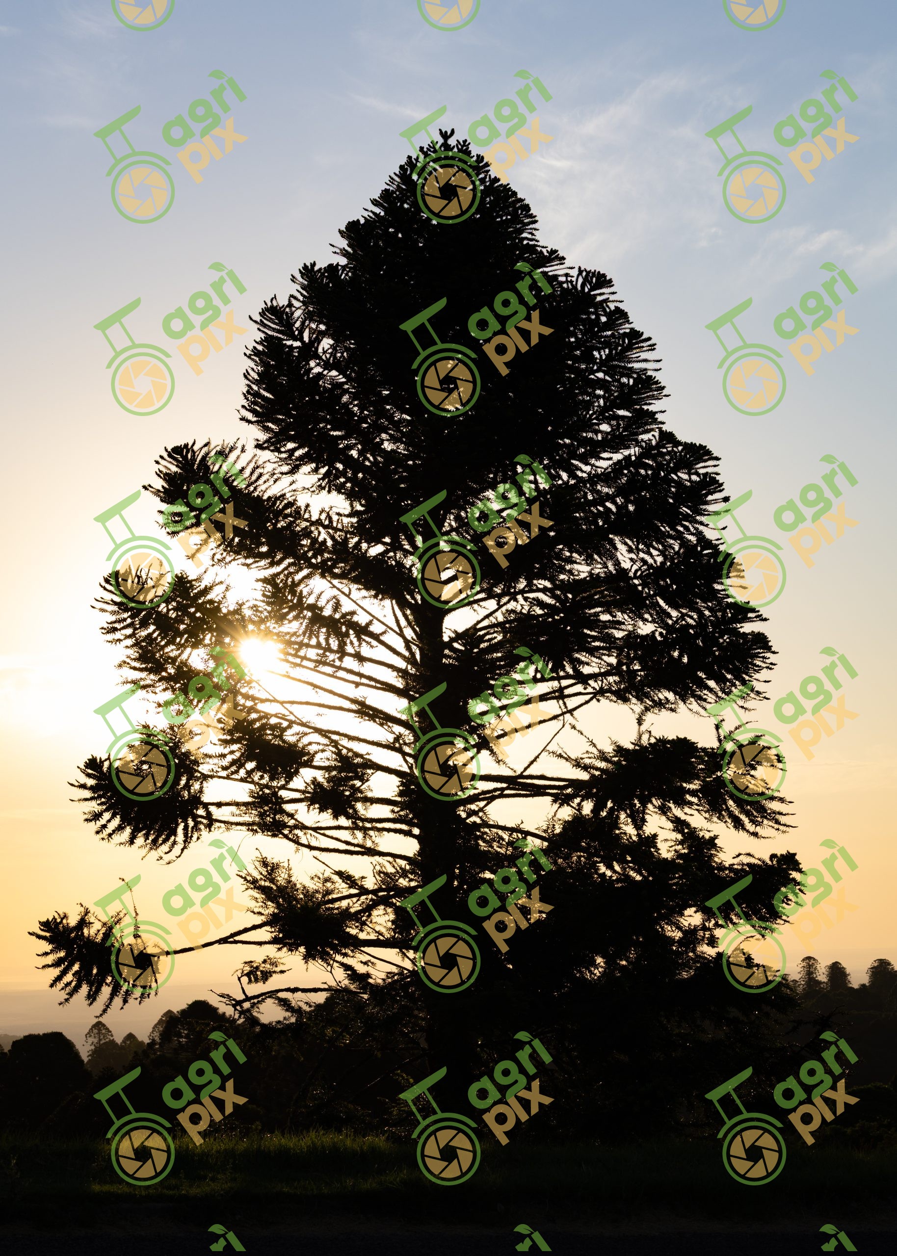 Bunya Pine – Bunya Mountains Rainforest