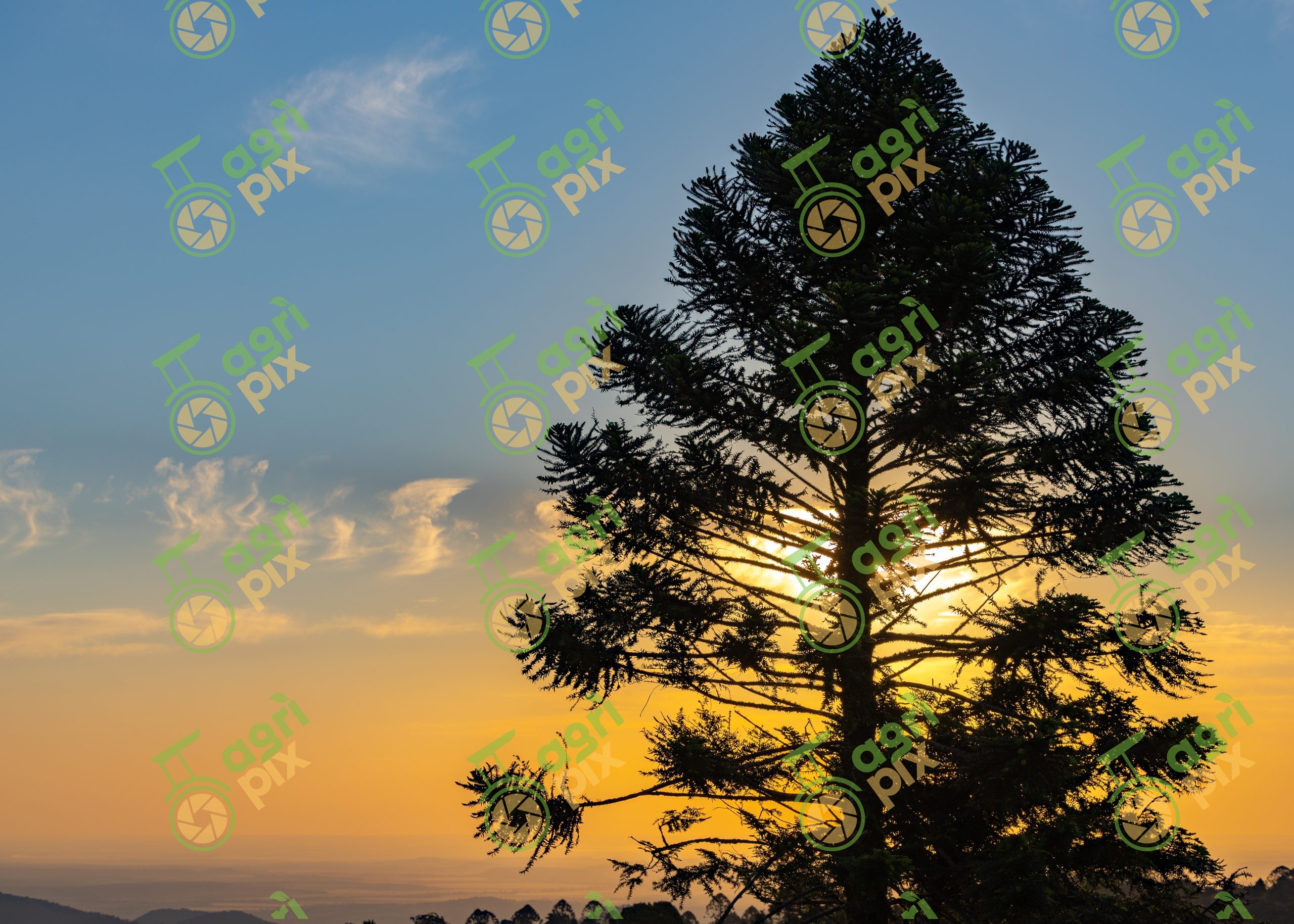 Bunya Pine – Bunya Mountains Rainforest