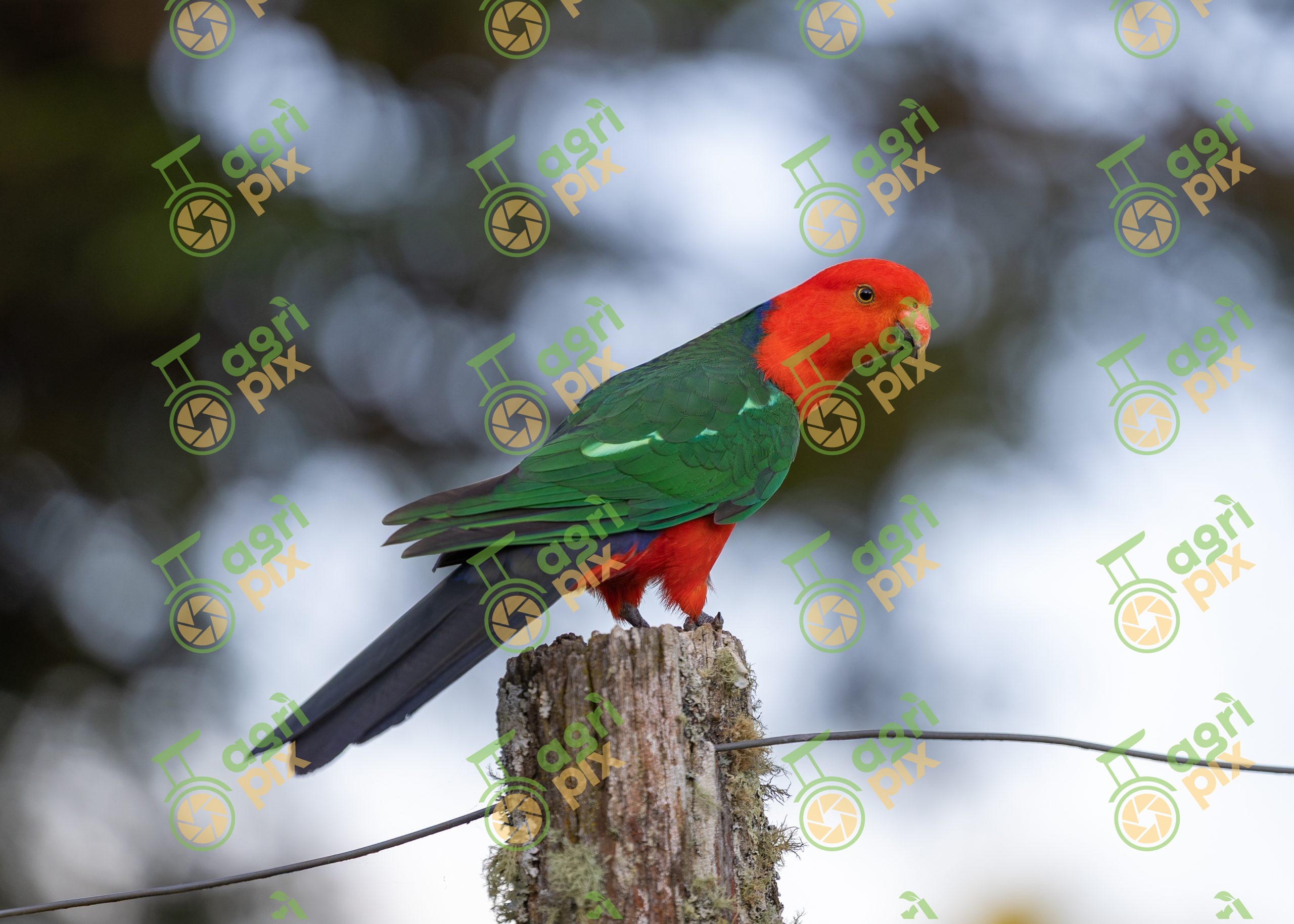 Australian king parrot (Alisterus scapularis), male