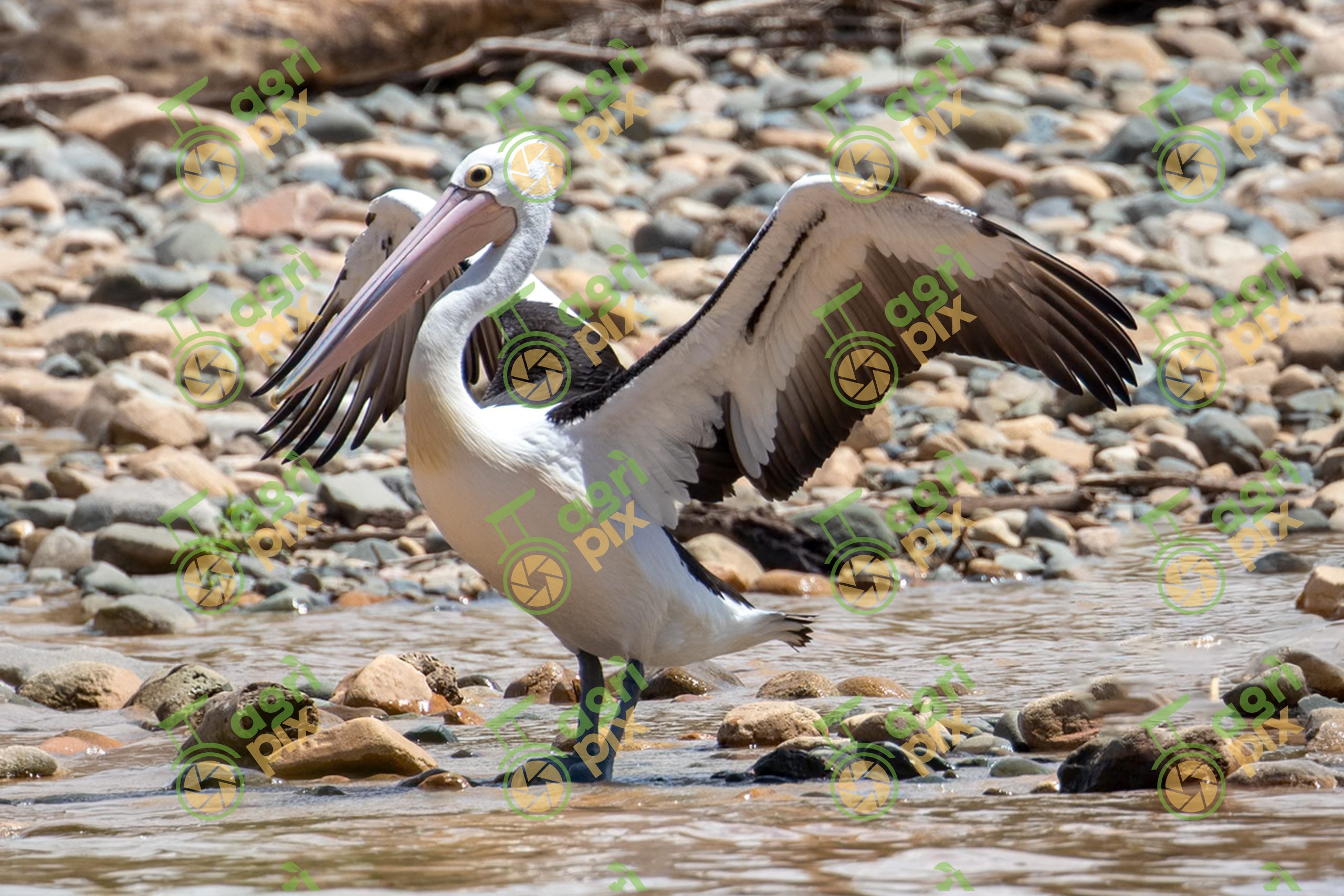 Pelican Spreading Wings in River