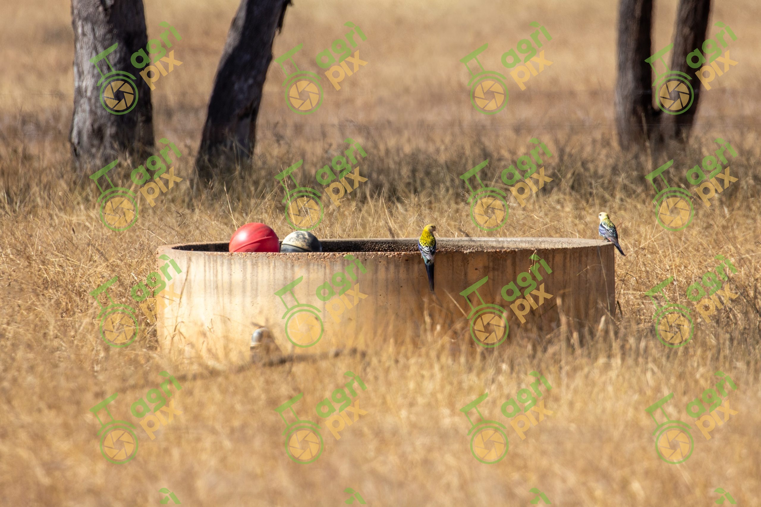 Pale-Headed Rosellas Around Cattle Trough in Dry Grass