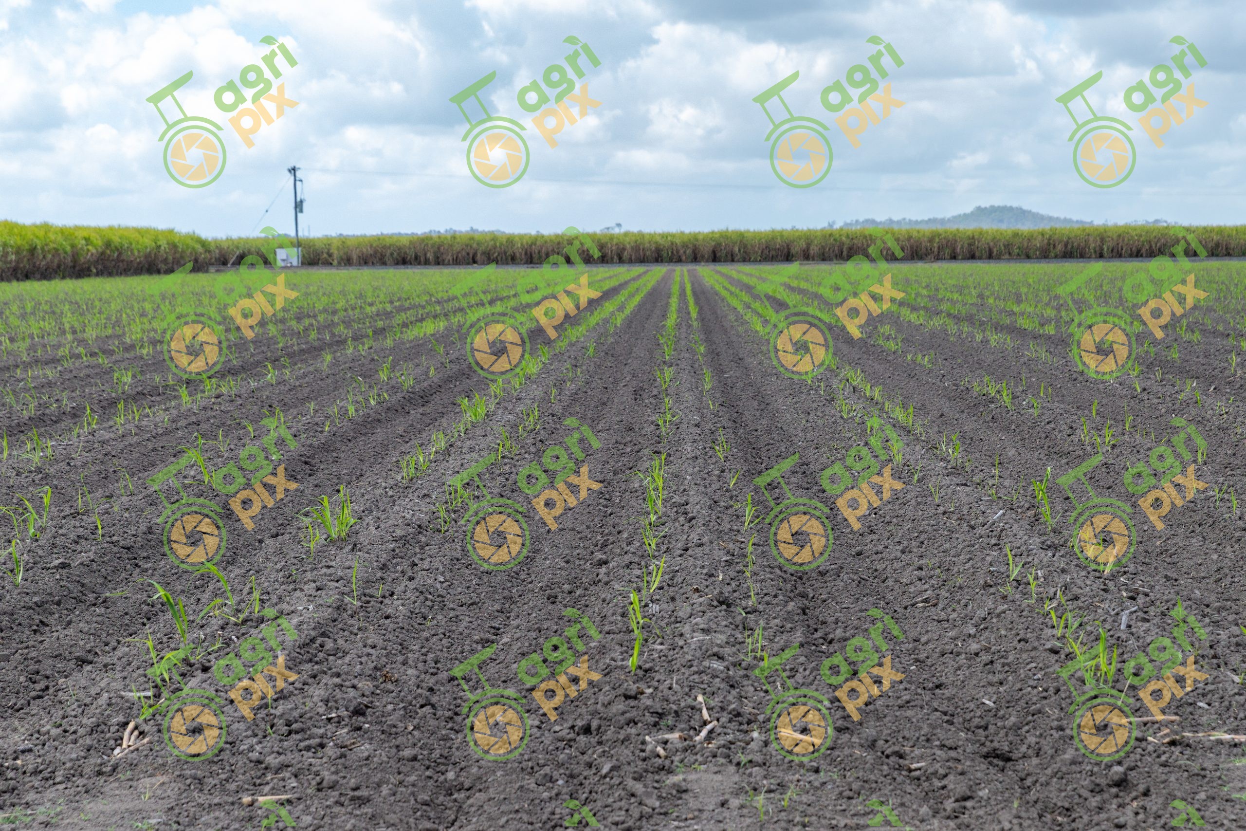 Newly Planted Sugarcane Field