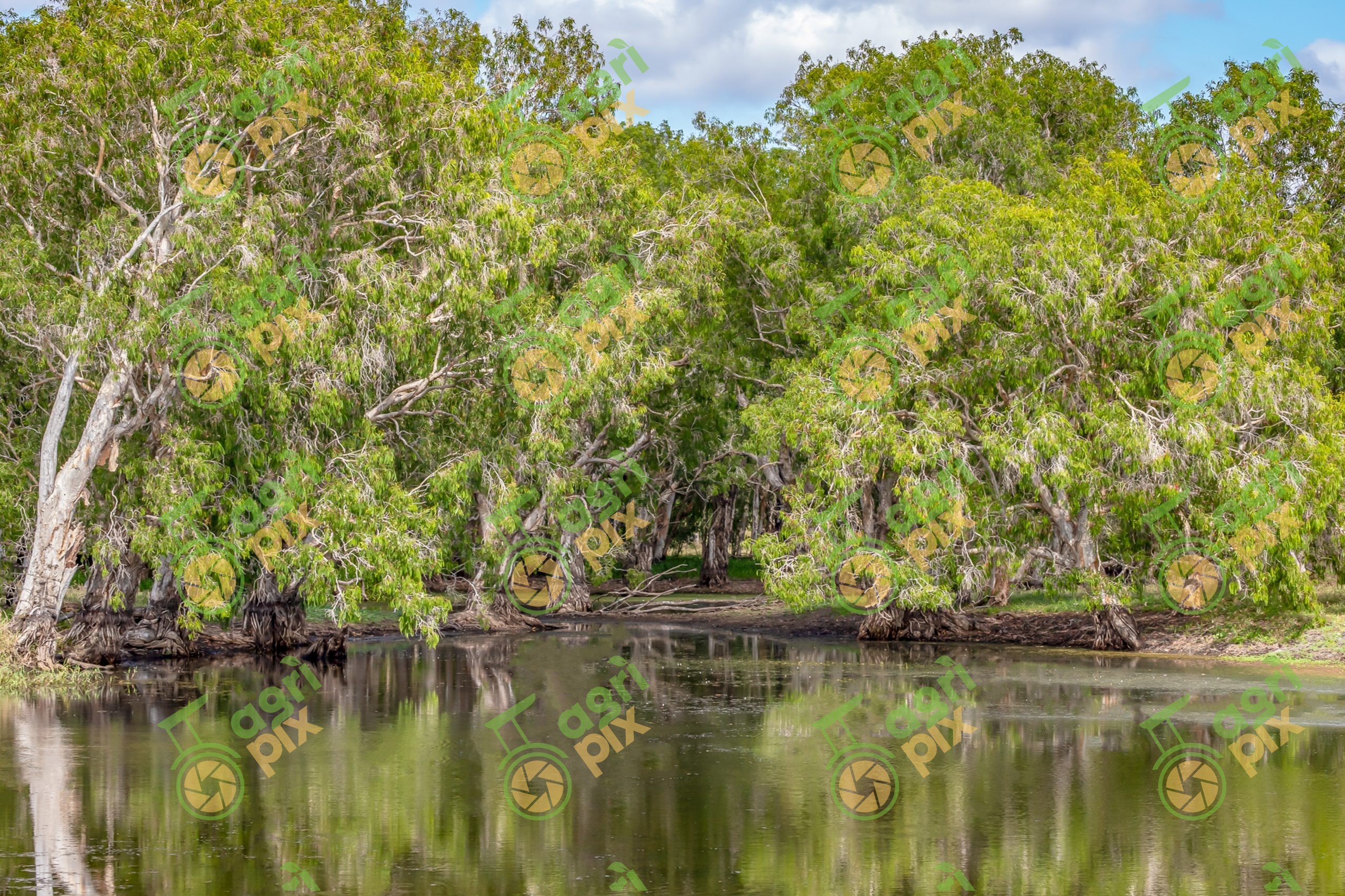 A paperbark swamp – Melaleuca quinquenervia – along a dam