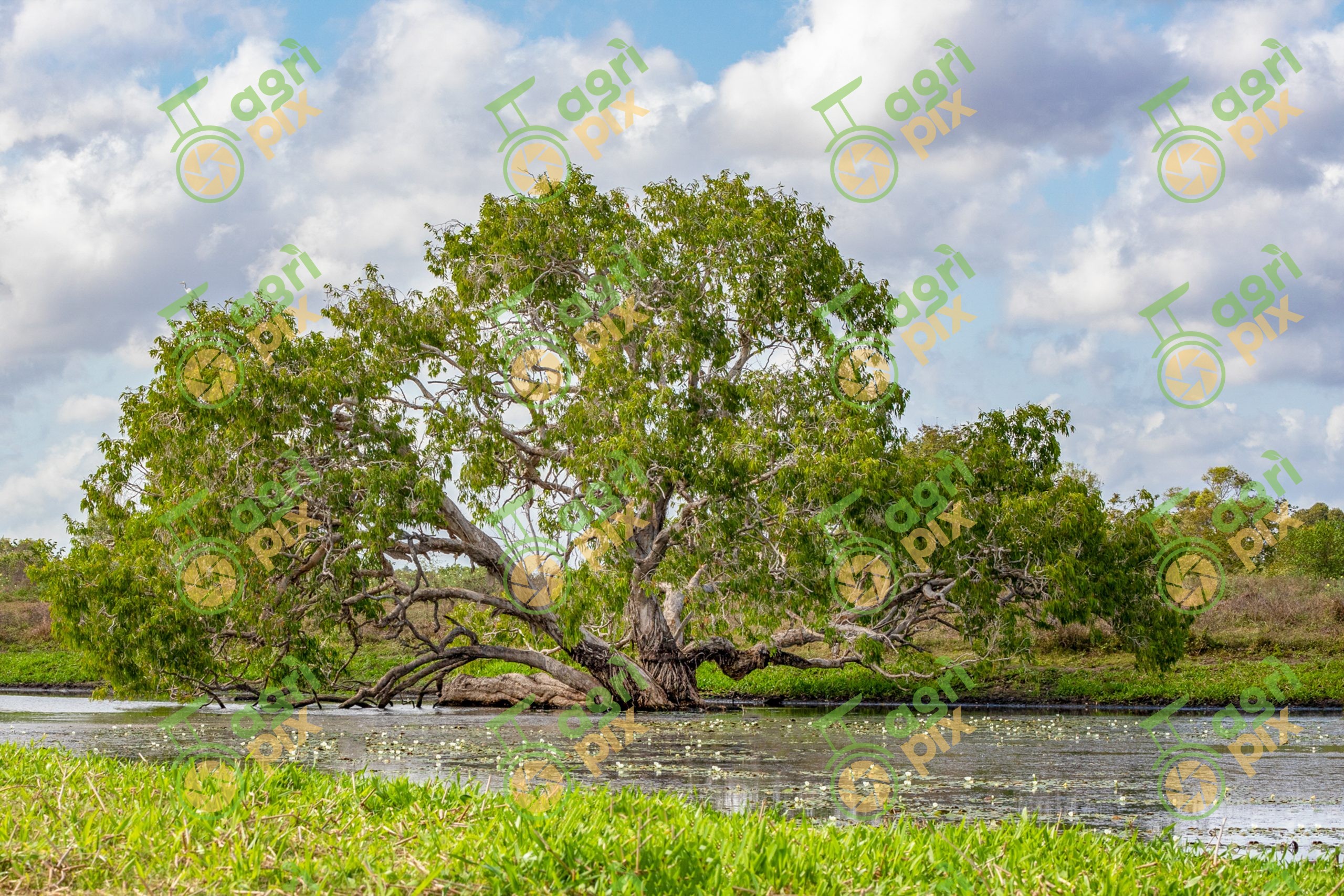 A paperbark tree (Melaleuca) – alongside a river