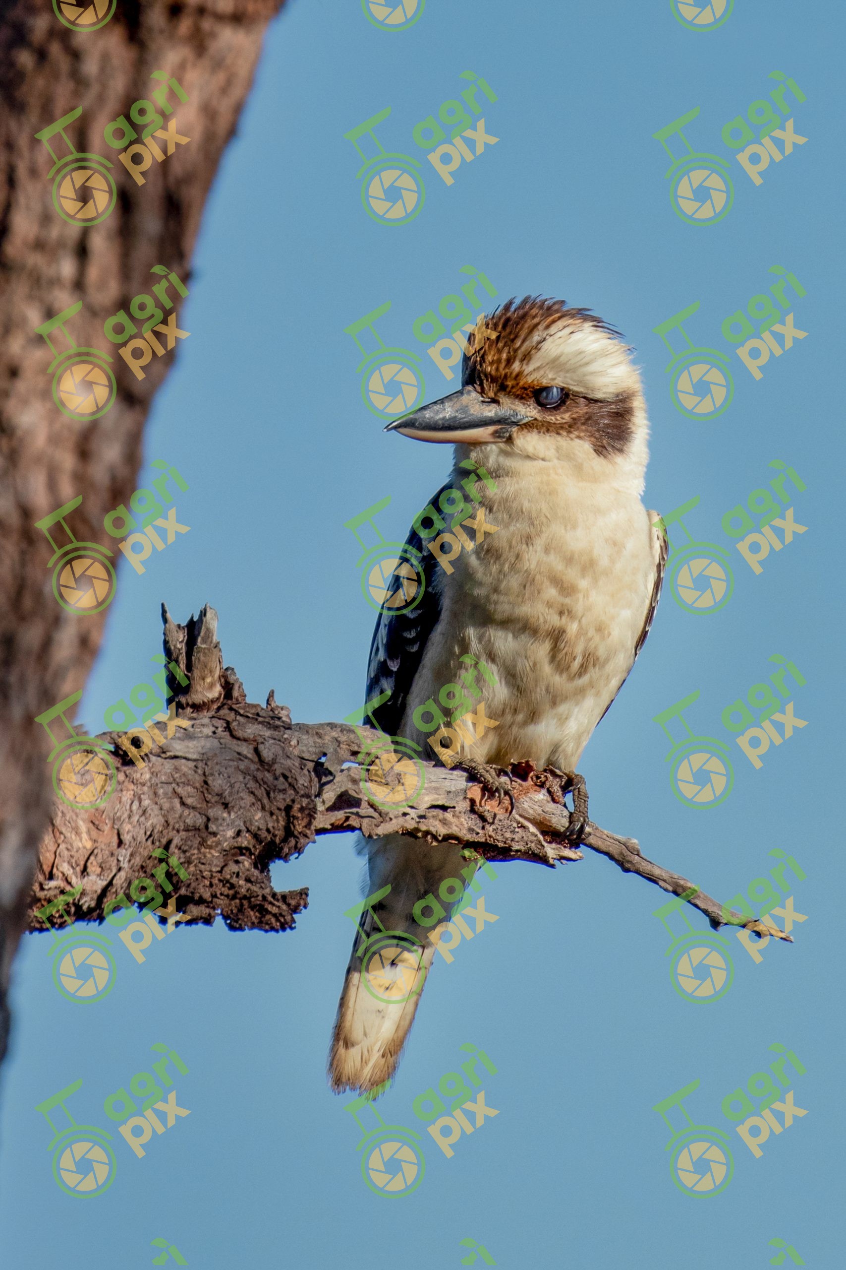A laughing Kookaburra – Dacelo novaeguineae