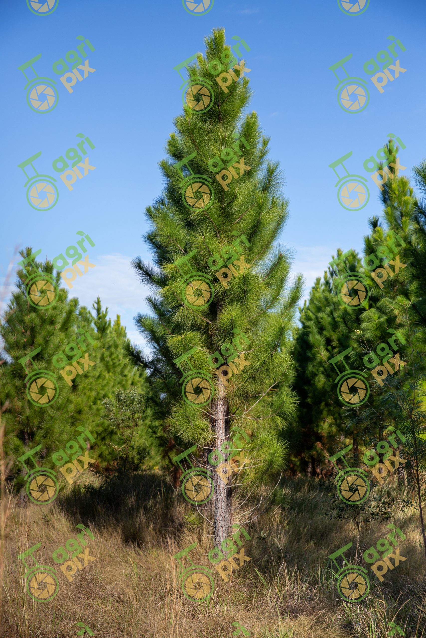 A pine tree – Radiata pine (Pinus radiata)