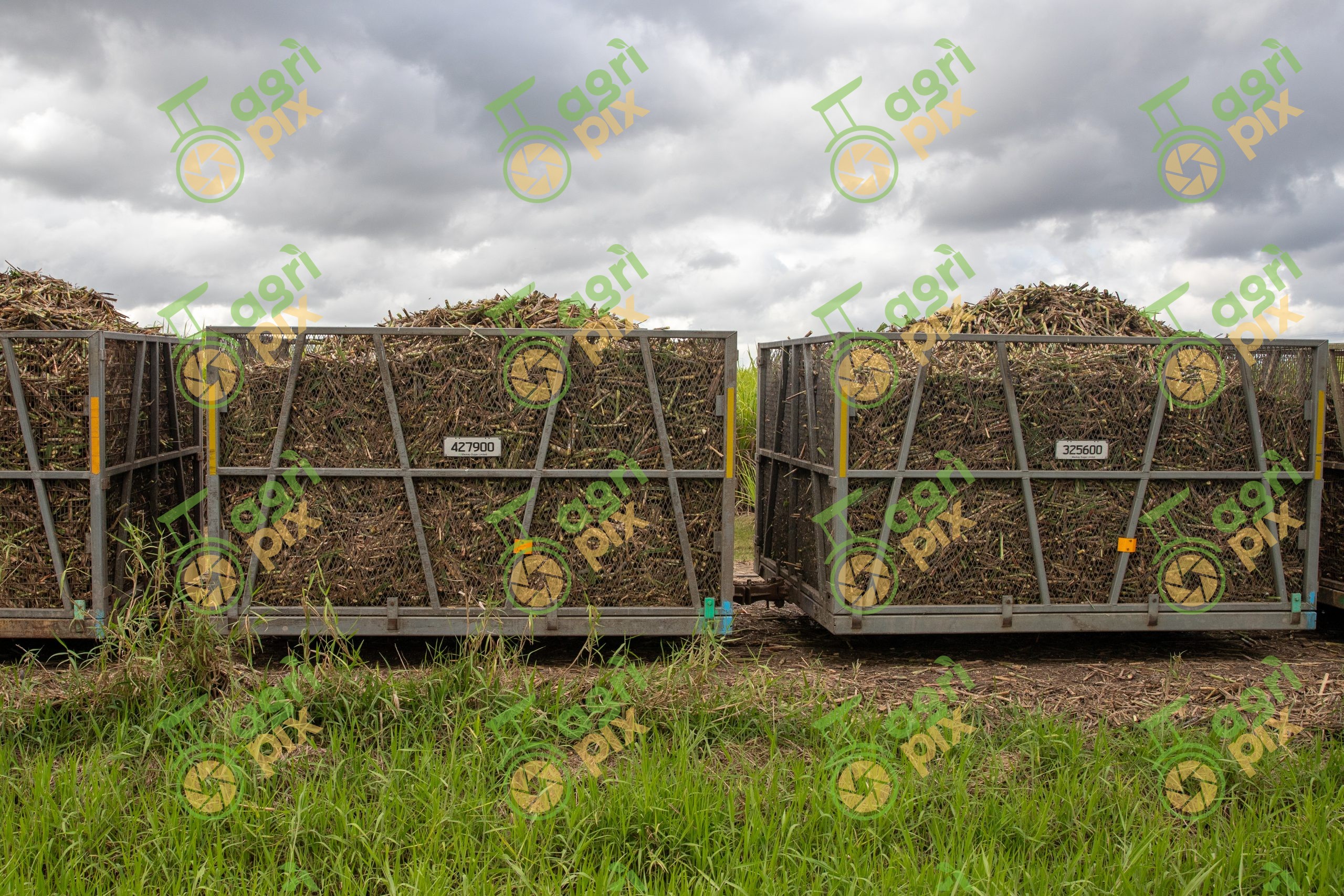 Sugar cane bins