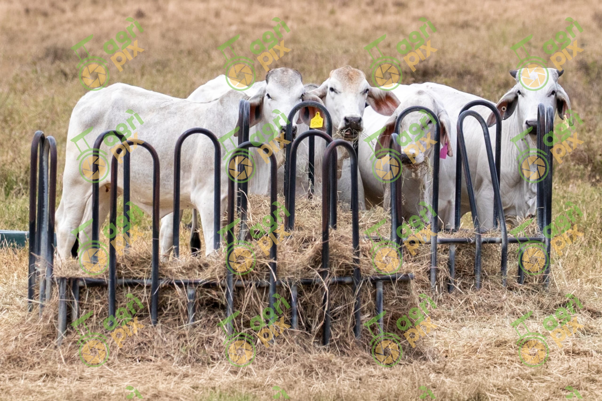 Grey Brahman cattle at hay feeder