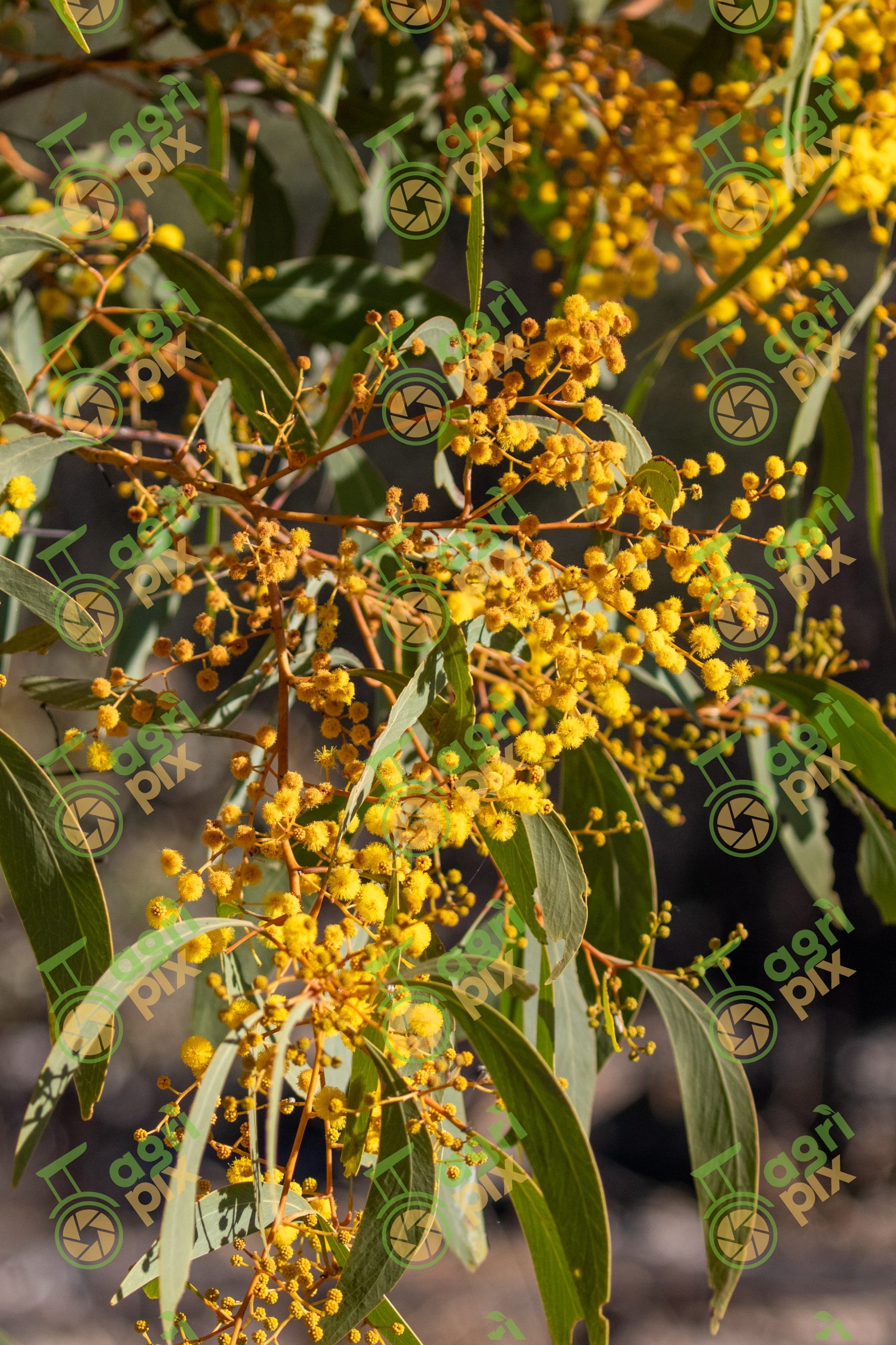Golden wattle (Acacia pycnantha)