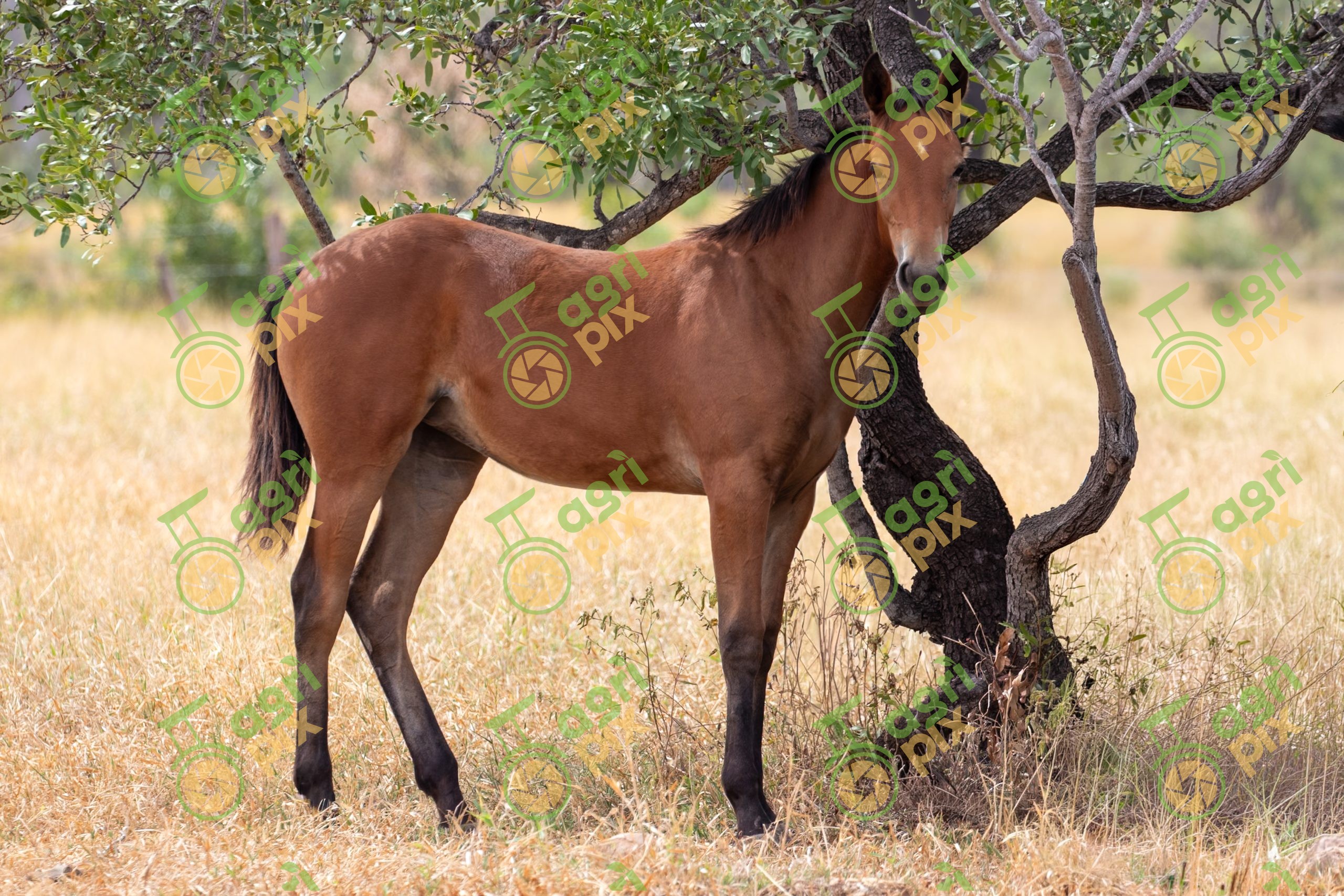 A young horse, which can be described as a foal or a filly
