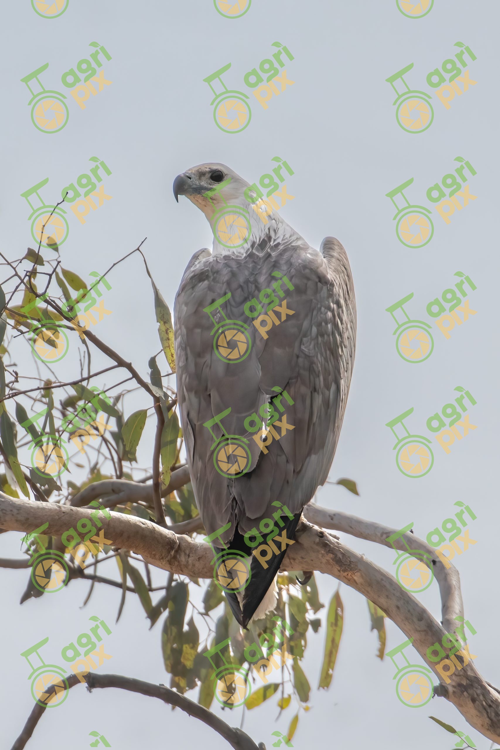A White-bellied sea eagle (Haliaeetus leucogaster)