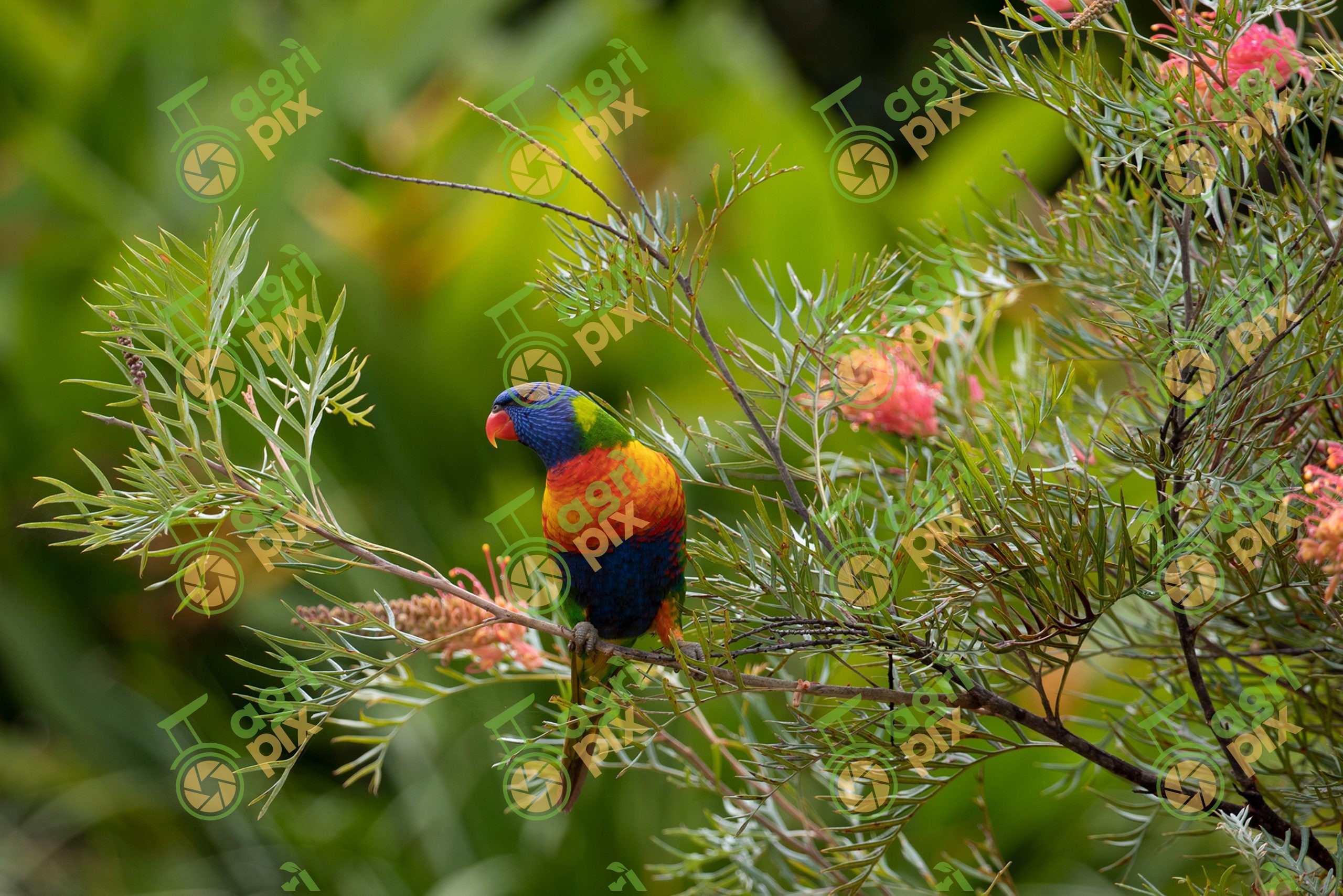 A Rainbow Lorikeet (Trichoglossus moluccanus)