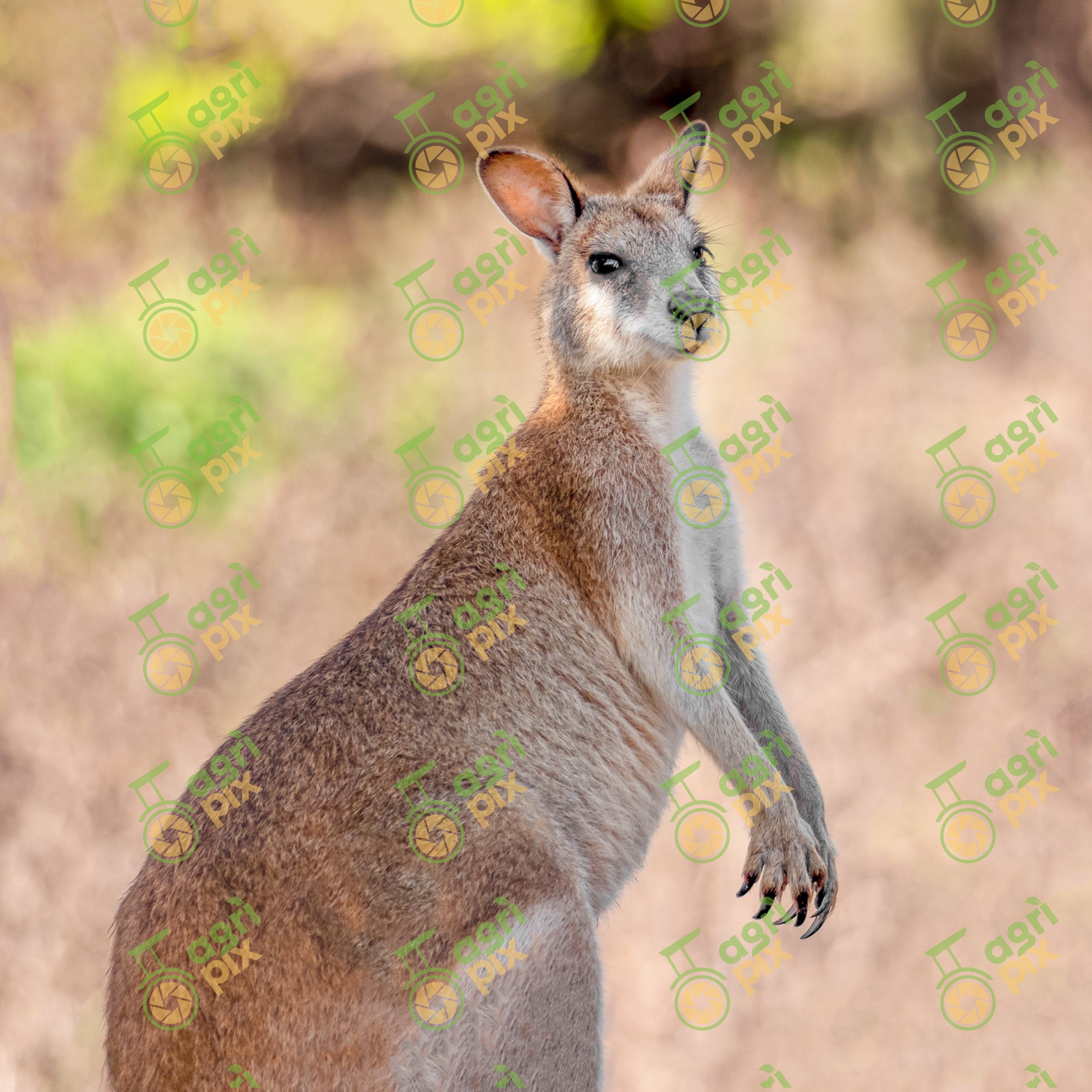 A Kangaroo