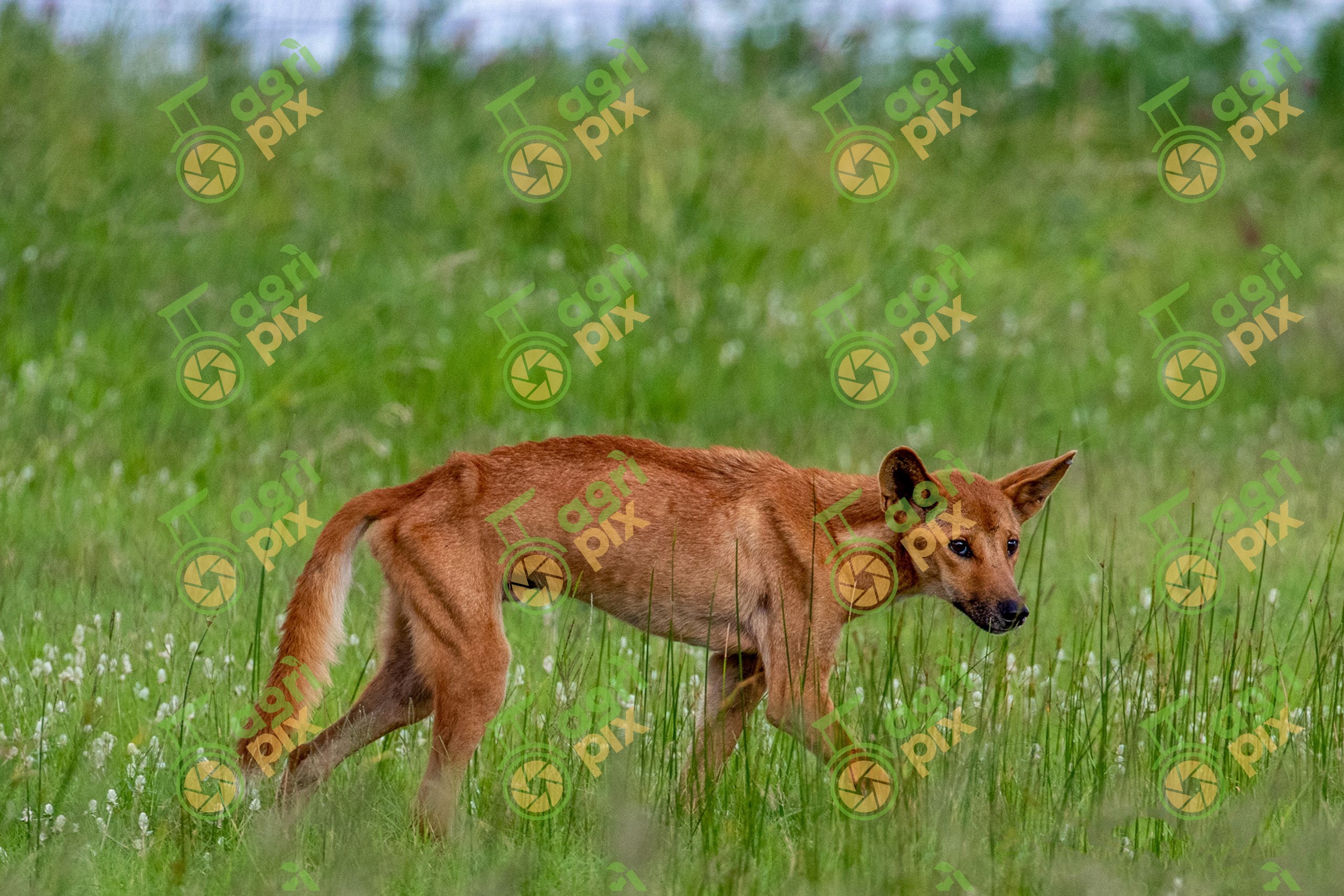A Dingo