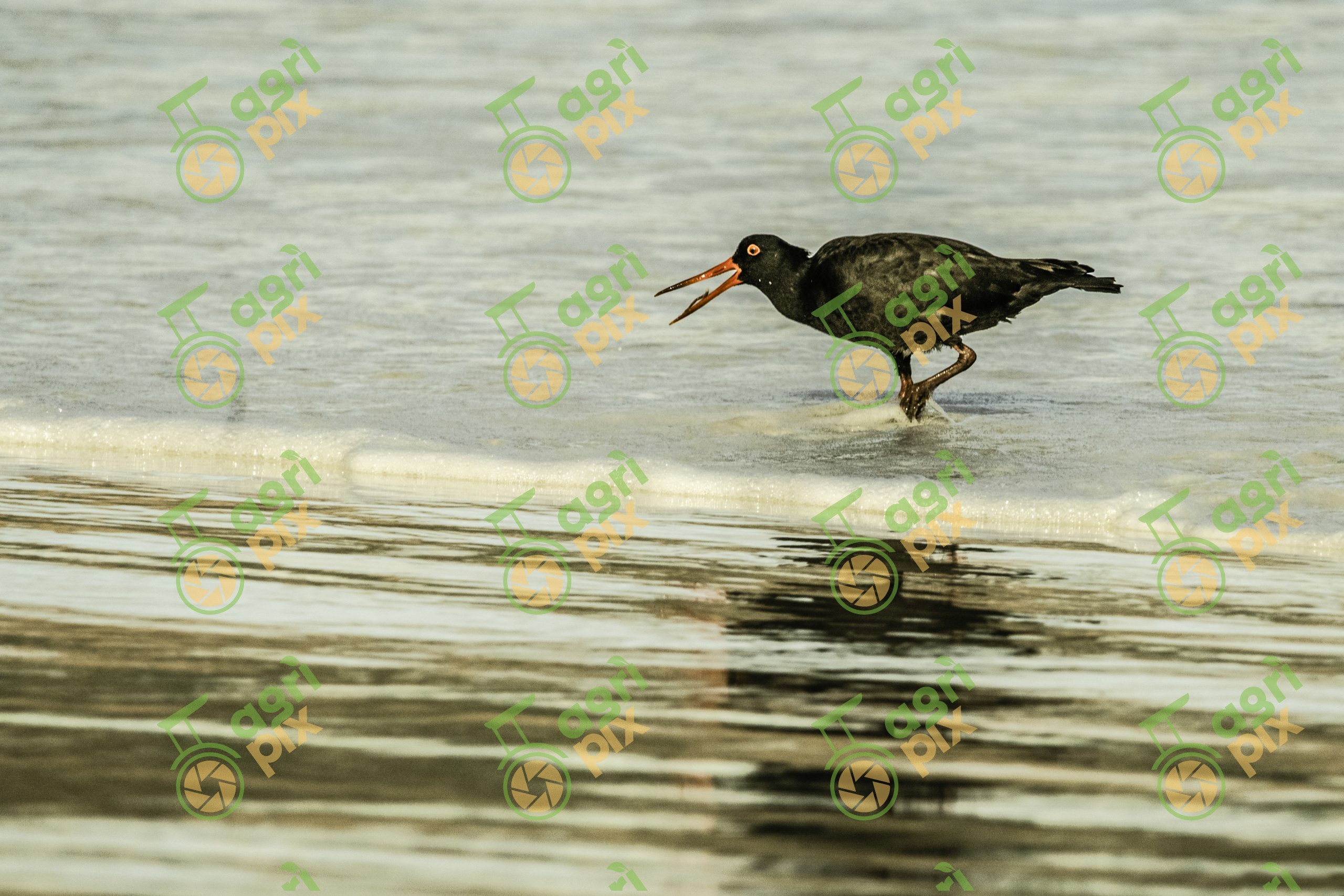 Sooty oystercatcher feeding in surf shallows