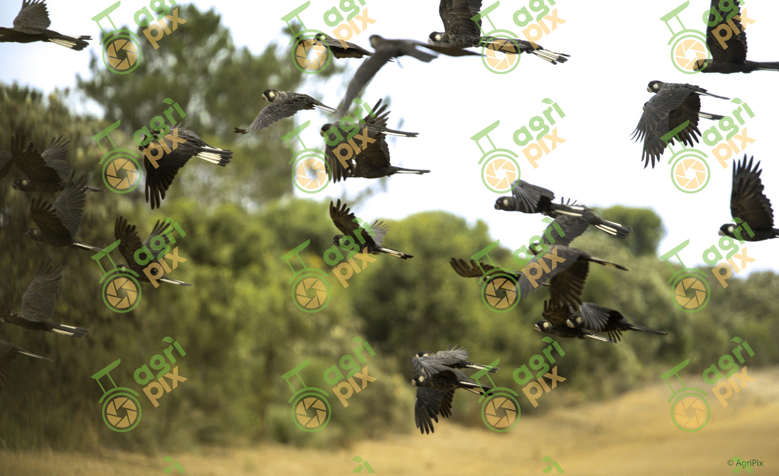 White-tailed black cockatoos