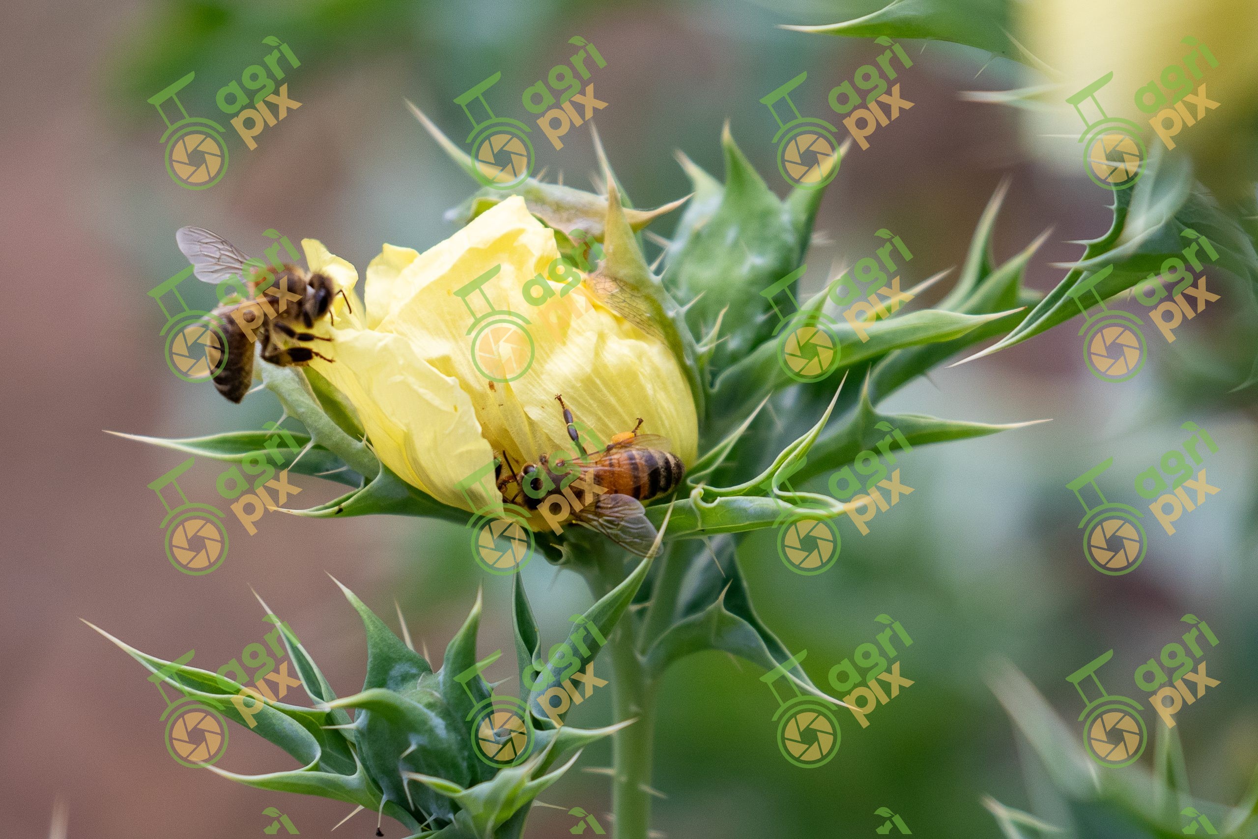Yellow Mexican Poppy (Mexican Flame Flower) with Bees