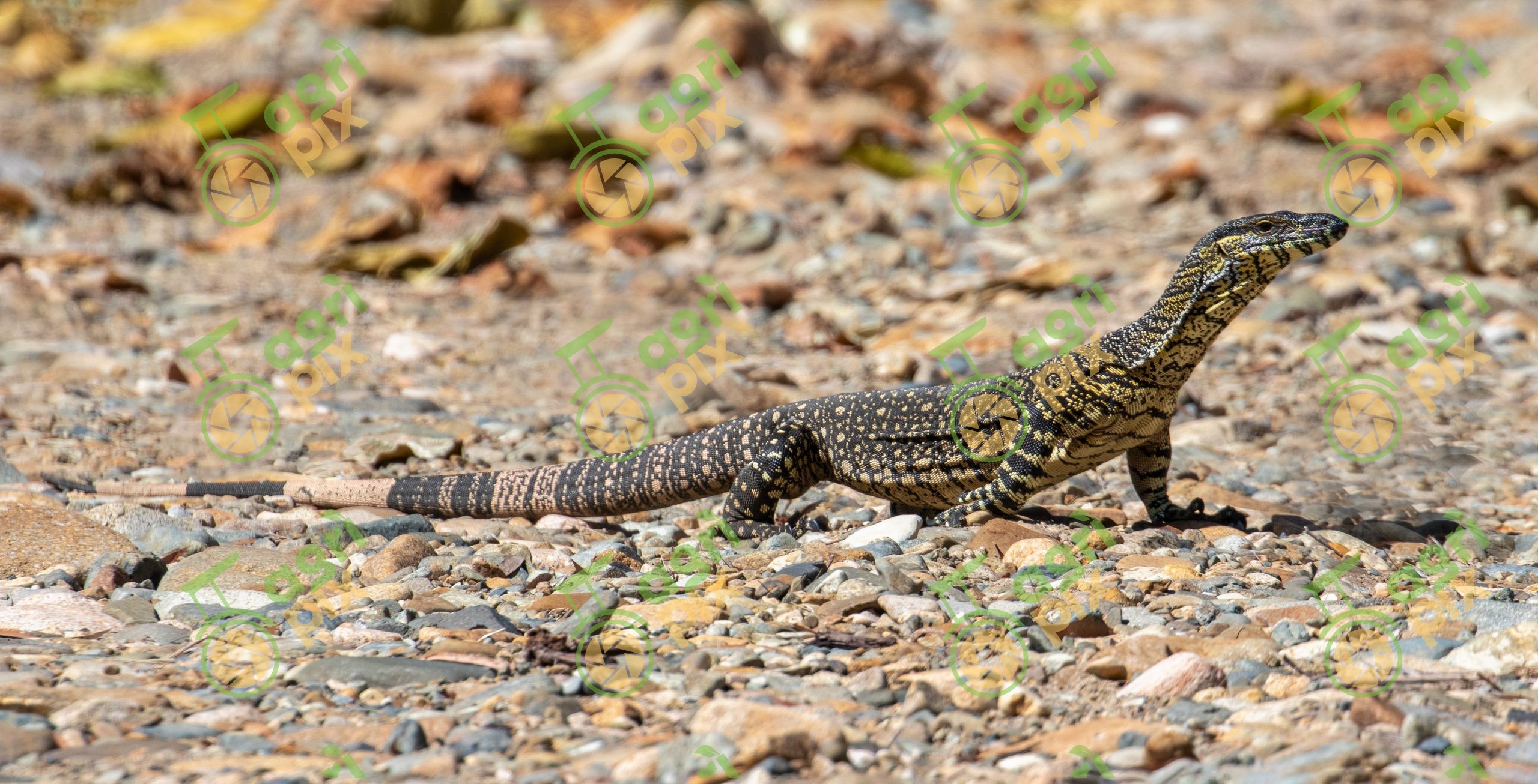 A Lace Monitor (Tree Goanna)