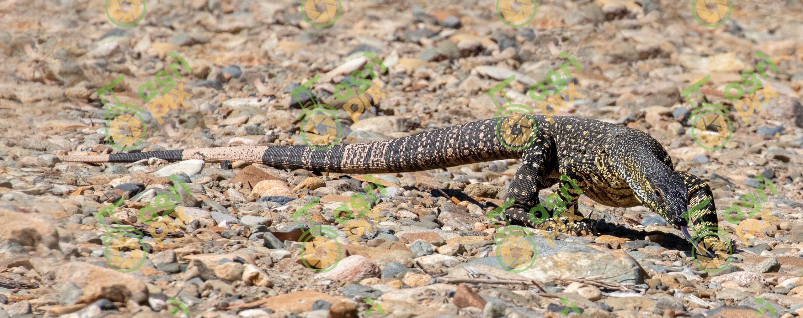 A Lace Monitor (Tree Goanna)