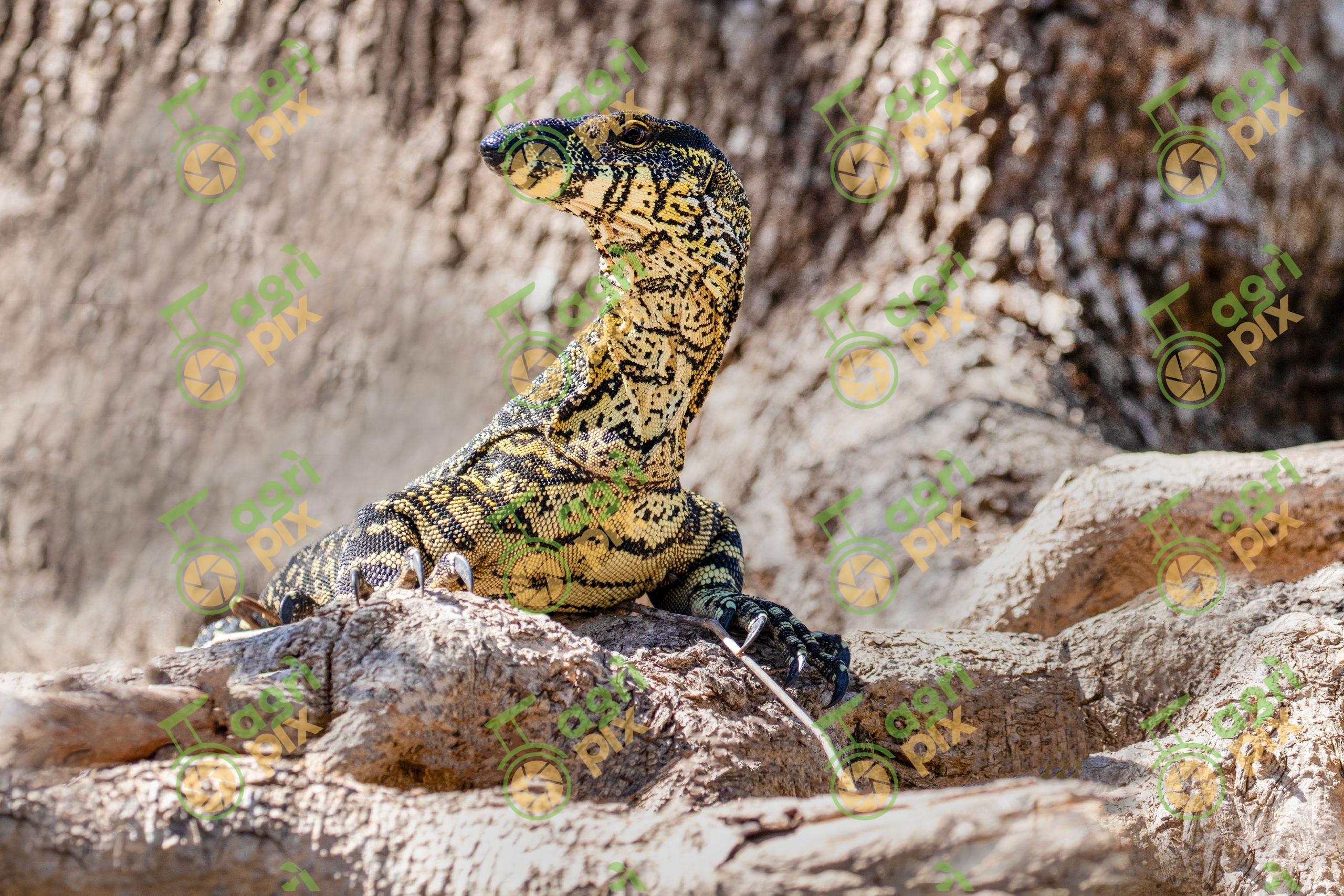 A Lace Monitor (Tree Goanna)