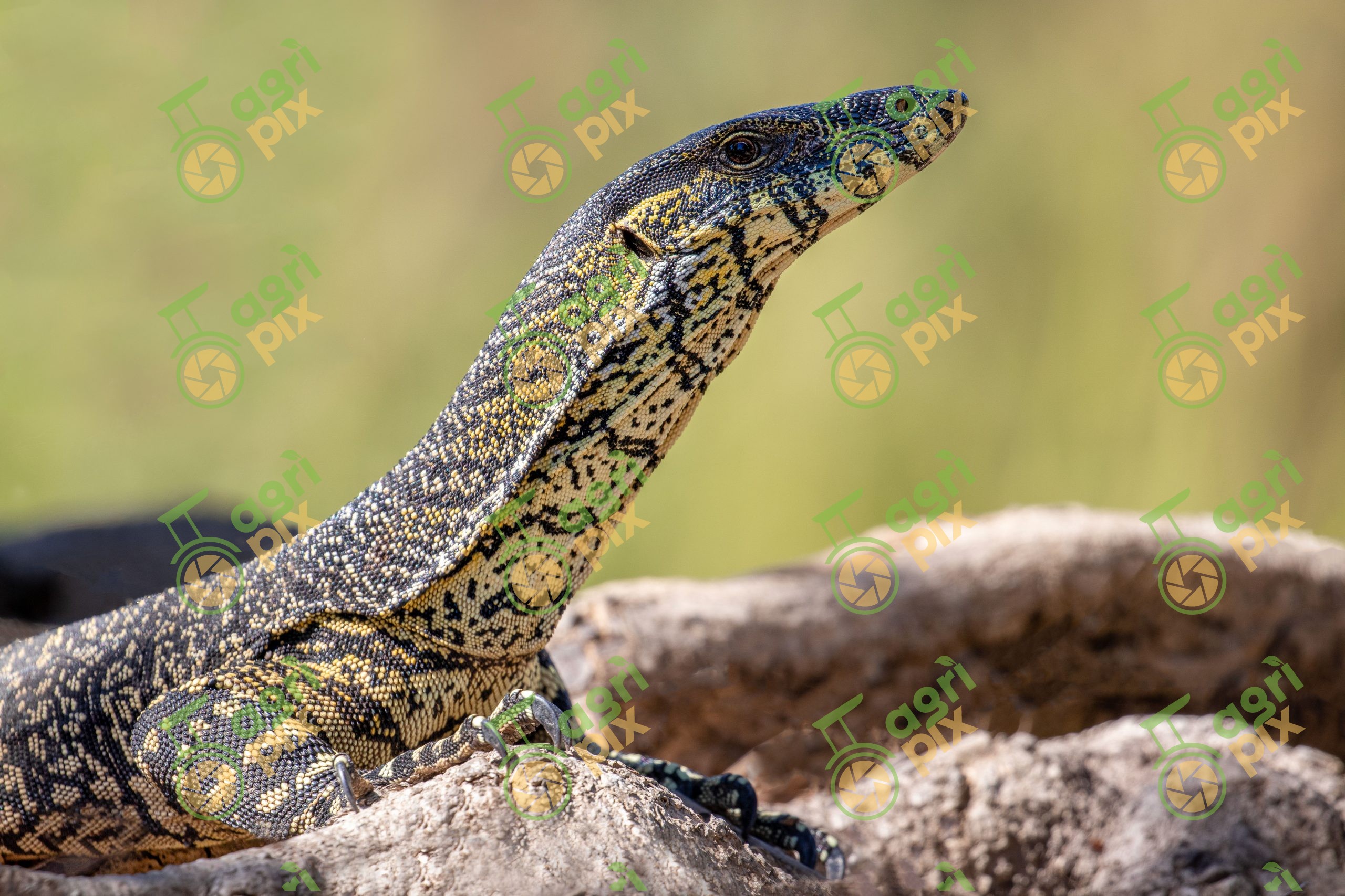 A Lace Monitor (Tree Goanna)