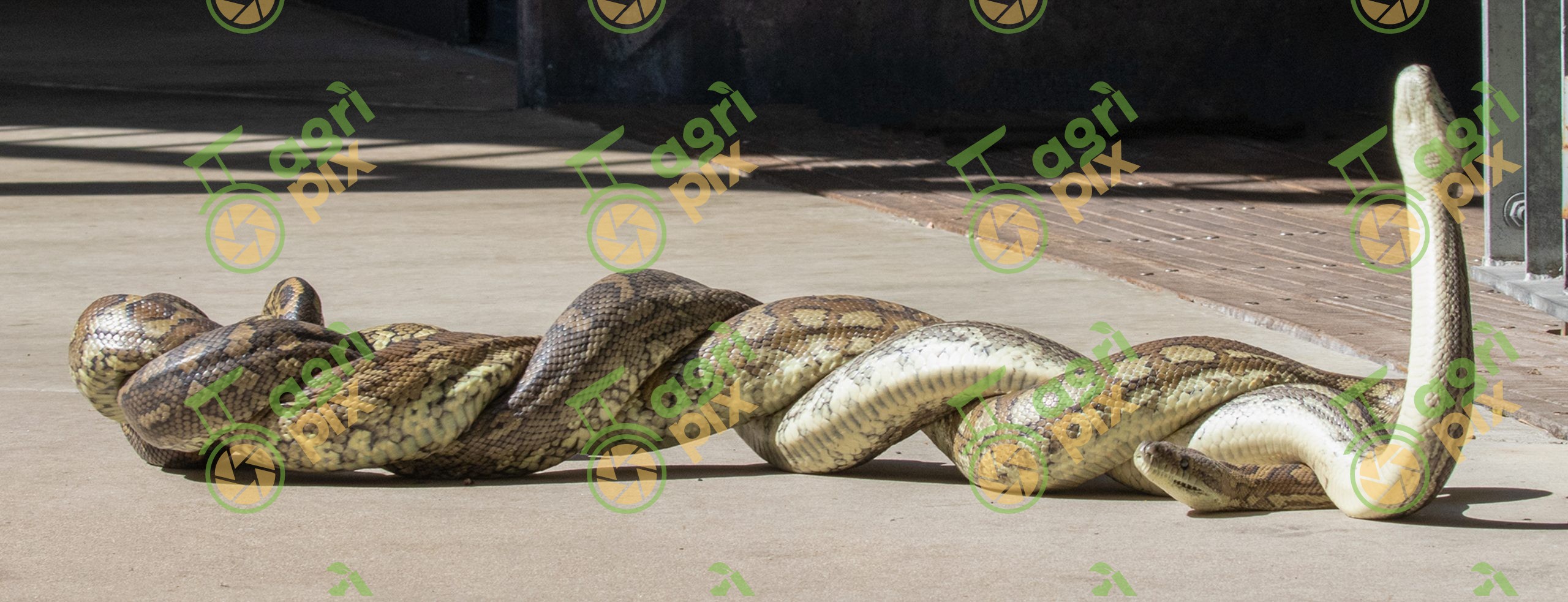 Coastal Carpet Pythons in Combat