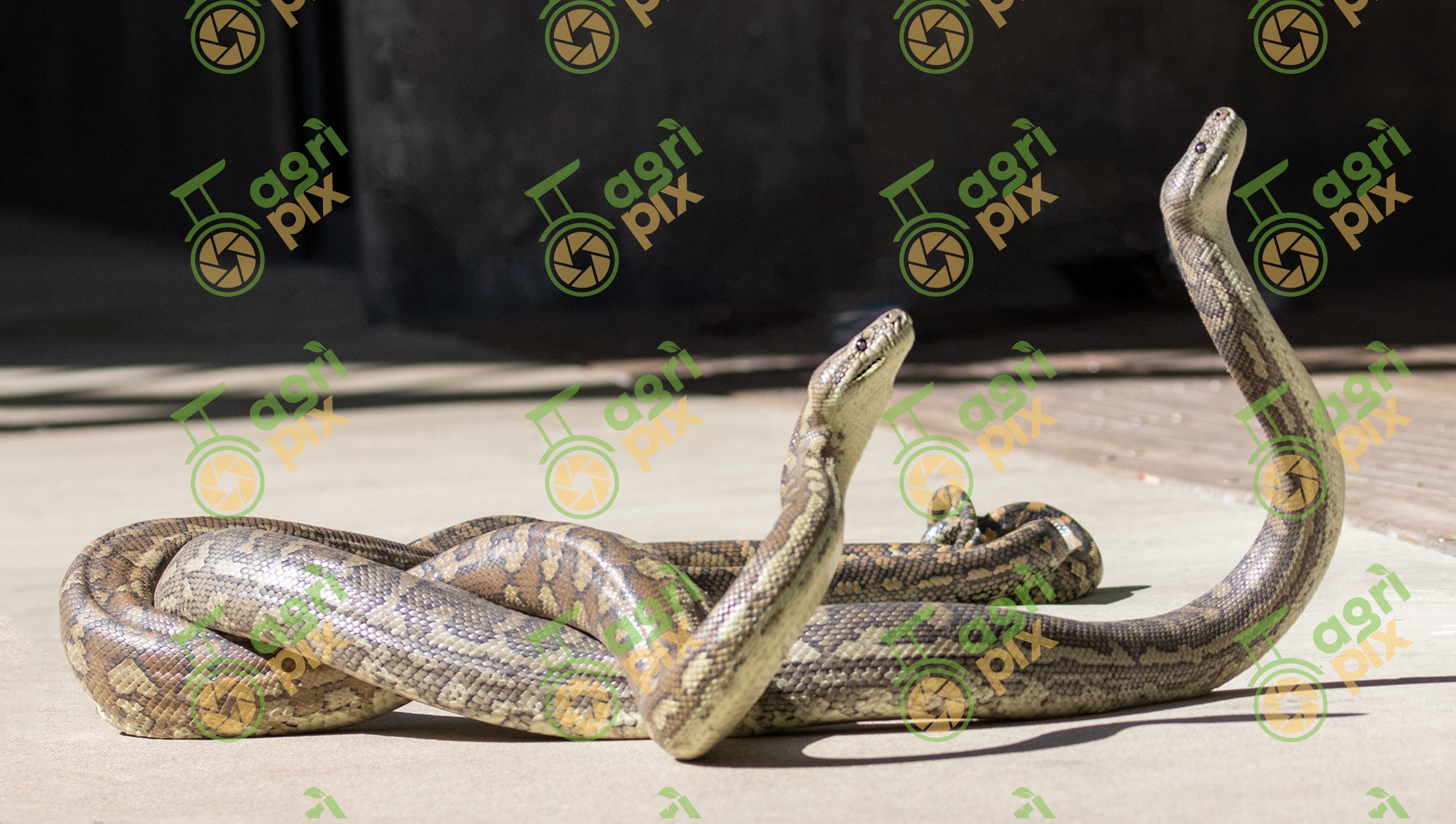 Coastal Carpet Pythons in Combat