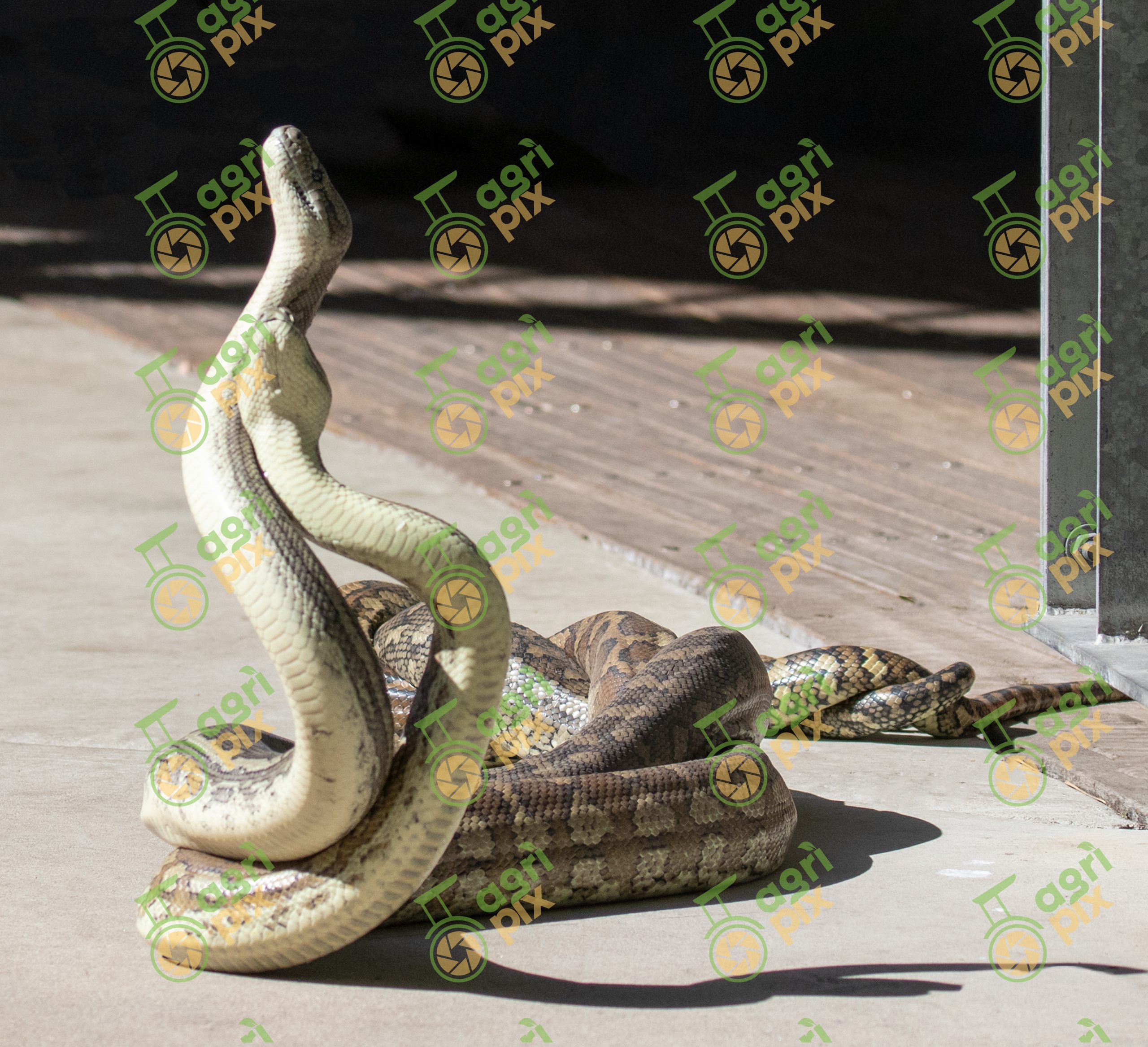 Coastal Carpet Pythons in Combat