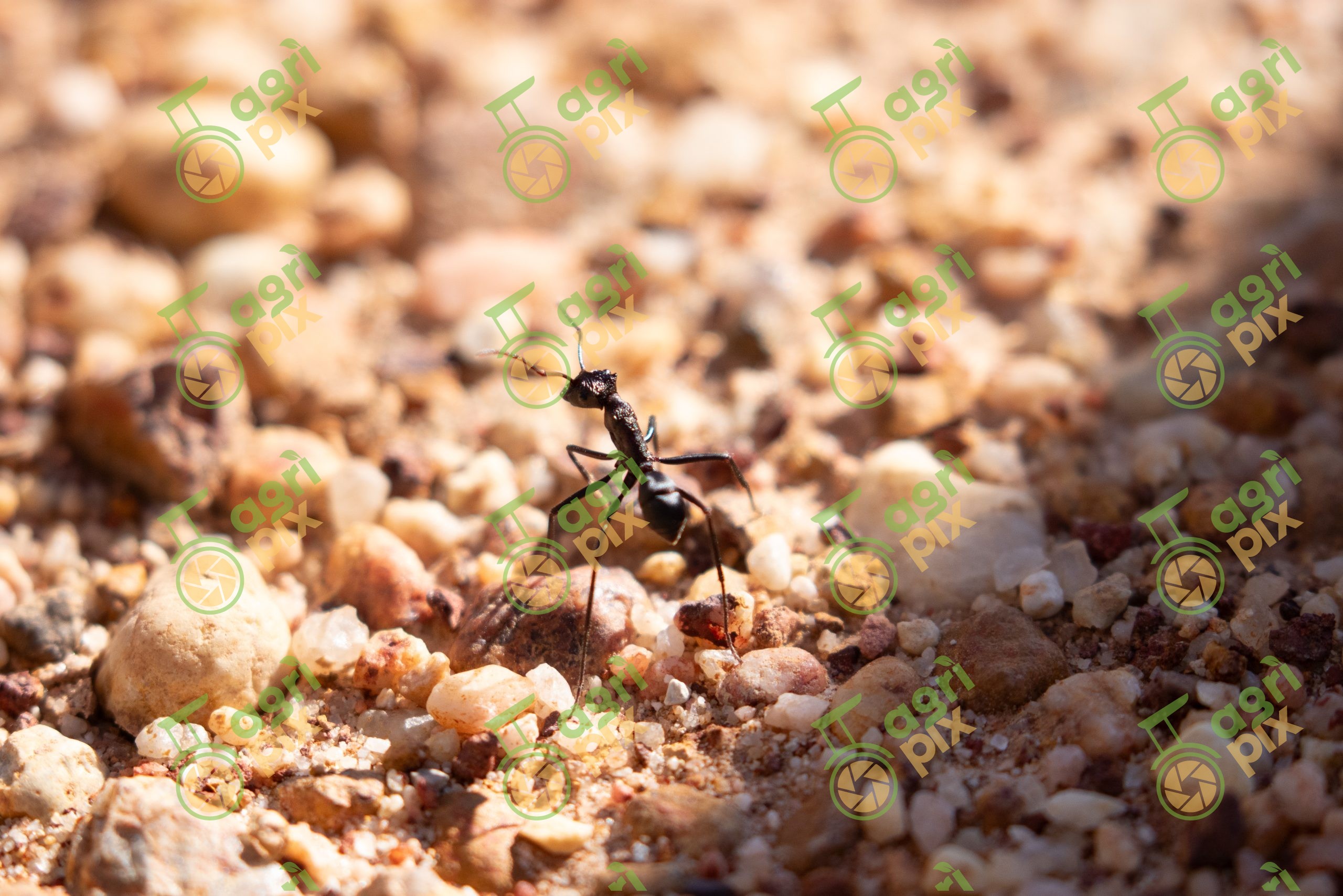 Macro of Ant on Gravel