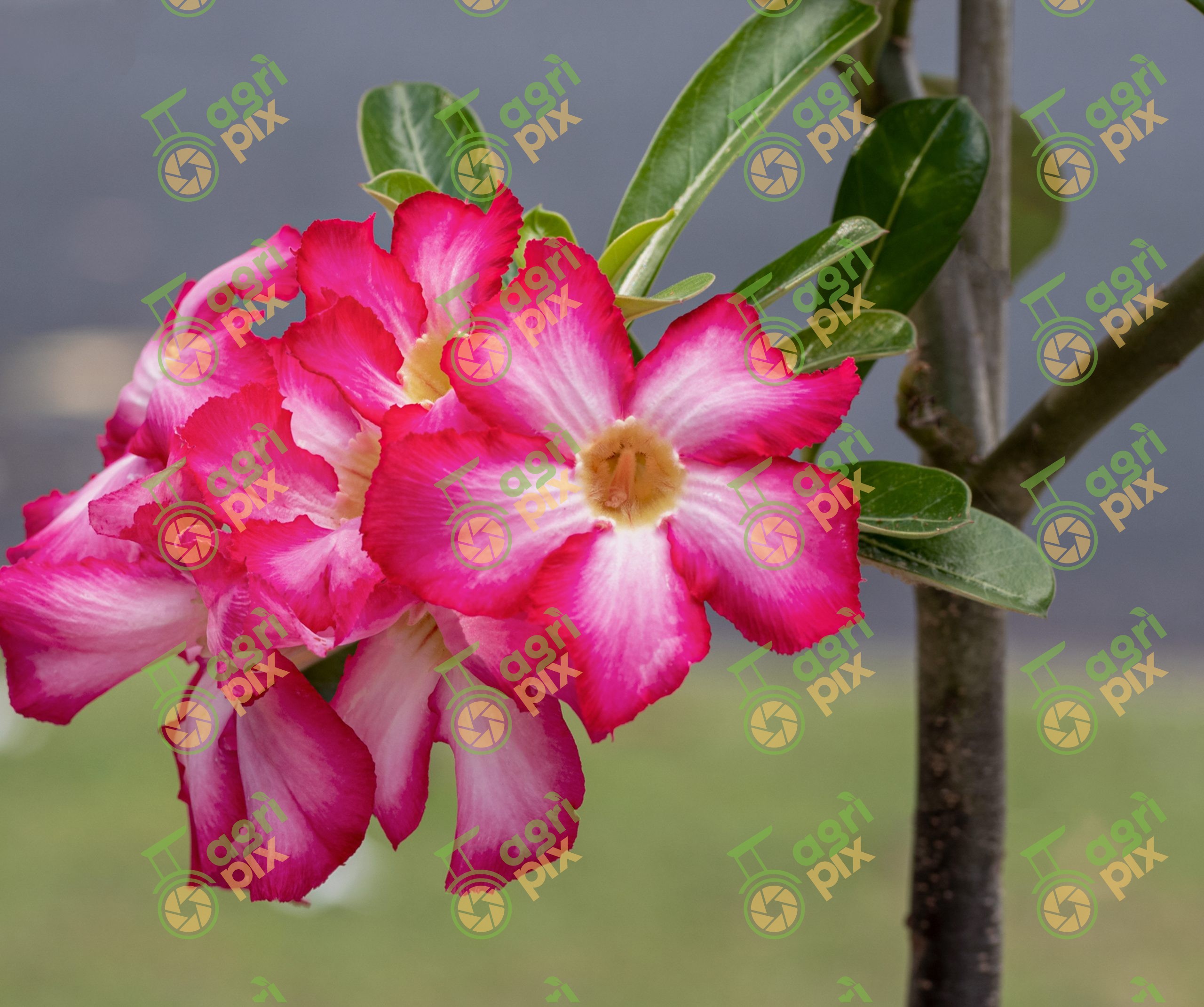 Desert Rose (Adenium obesum) Flowers