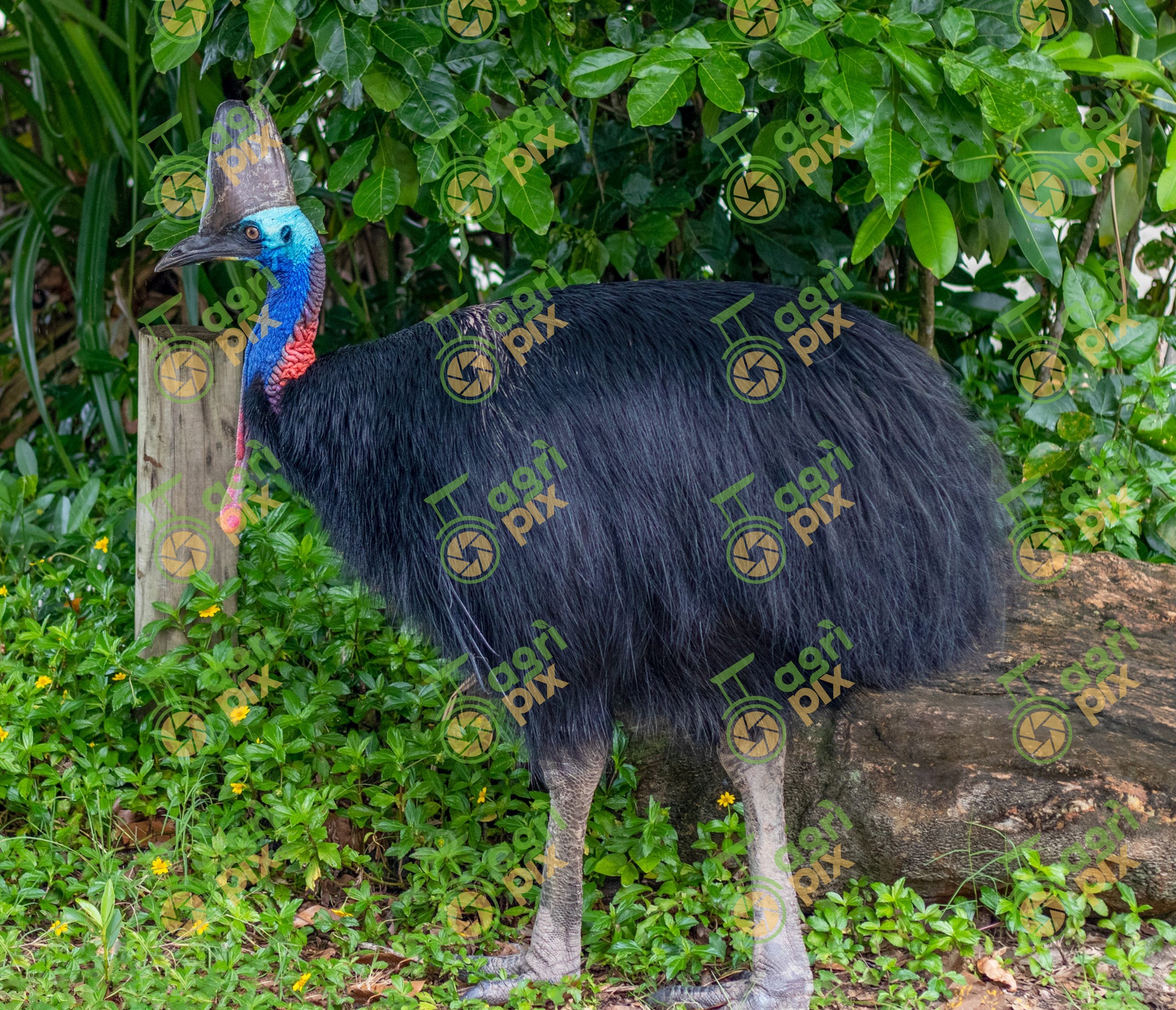 A Southern Cassowary